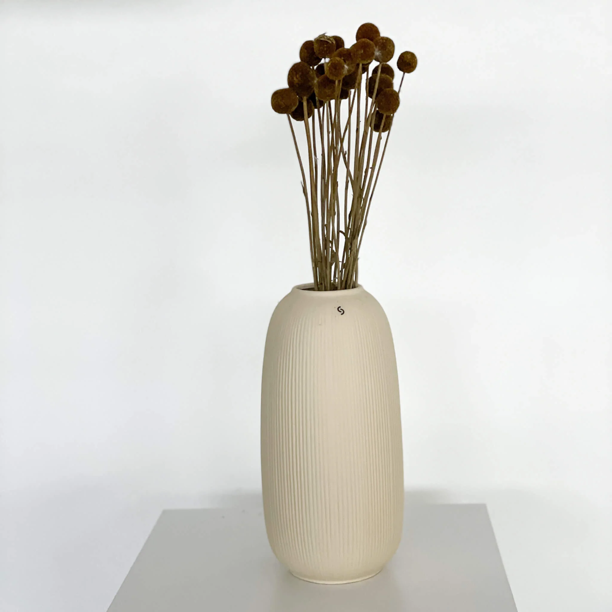 Craspedia I Trommelstöckchen