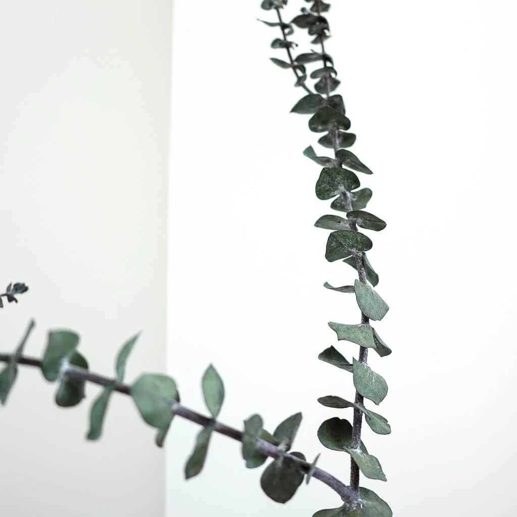 Eukalyptus Baby - der Feine