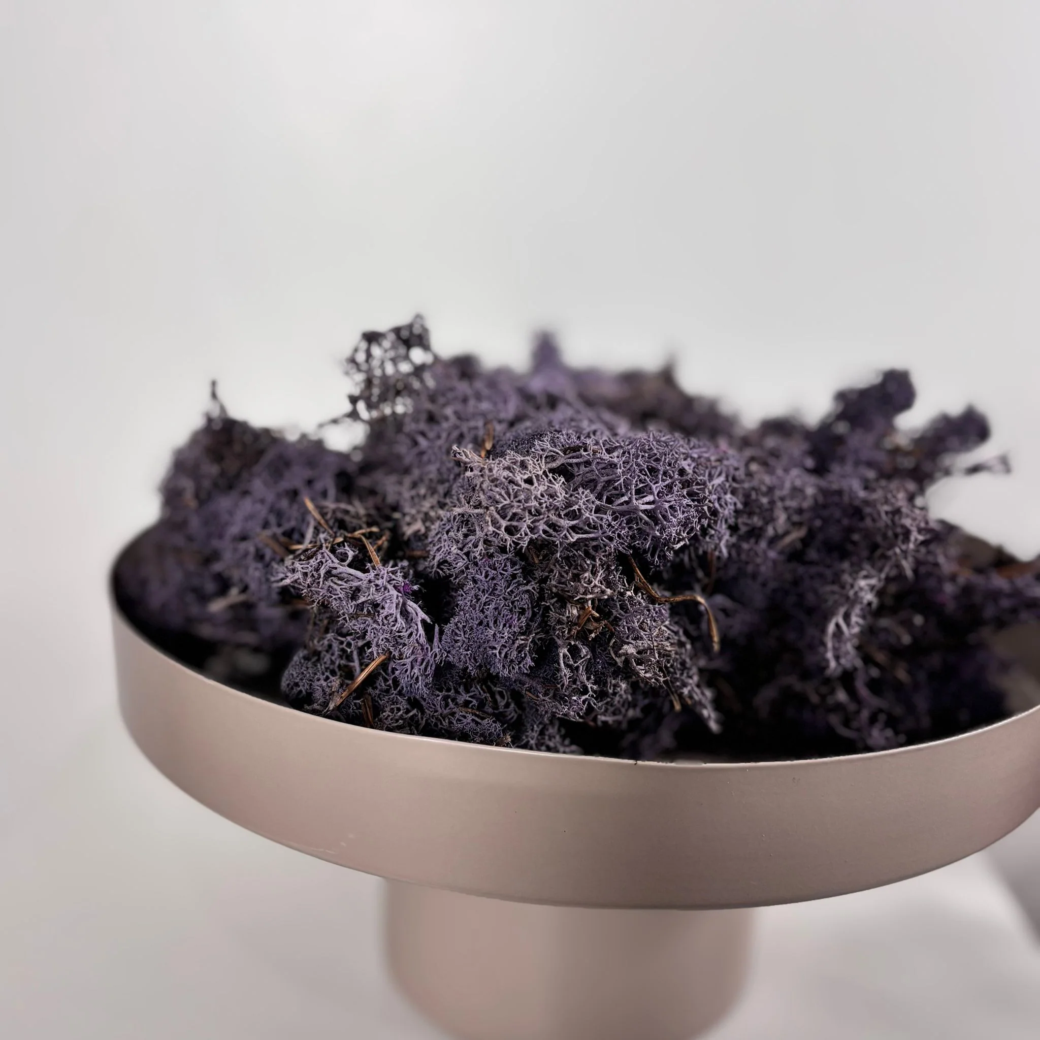 Reindeer Moss I Island Moos I Deko Moos