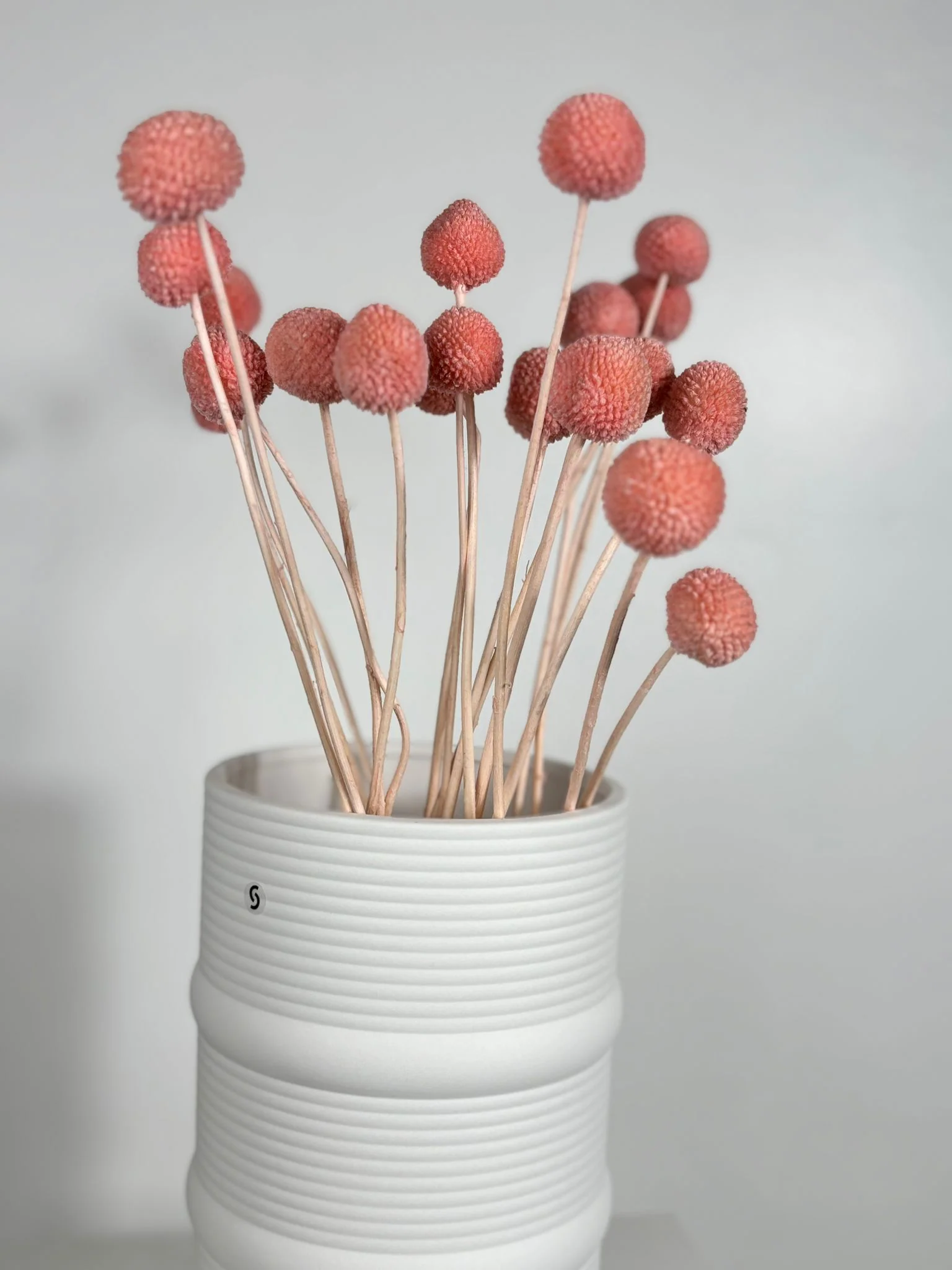 Craspedia I Trommelstöckchen