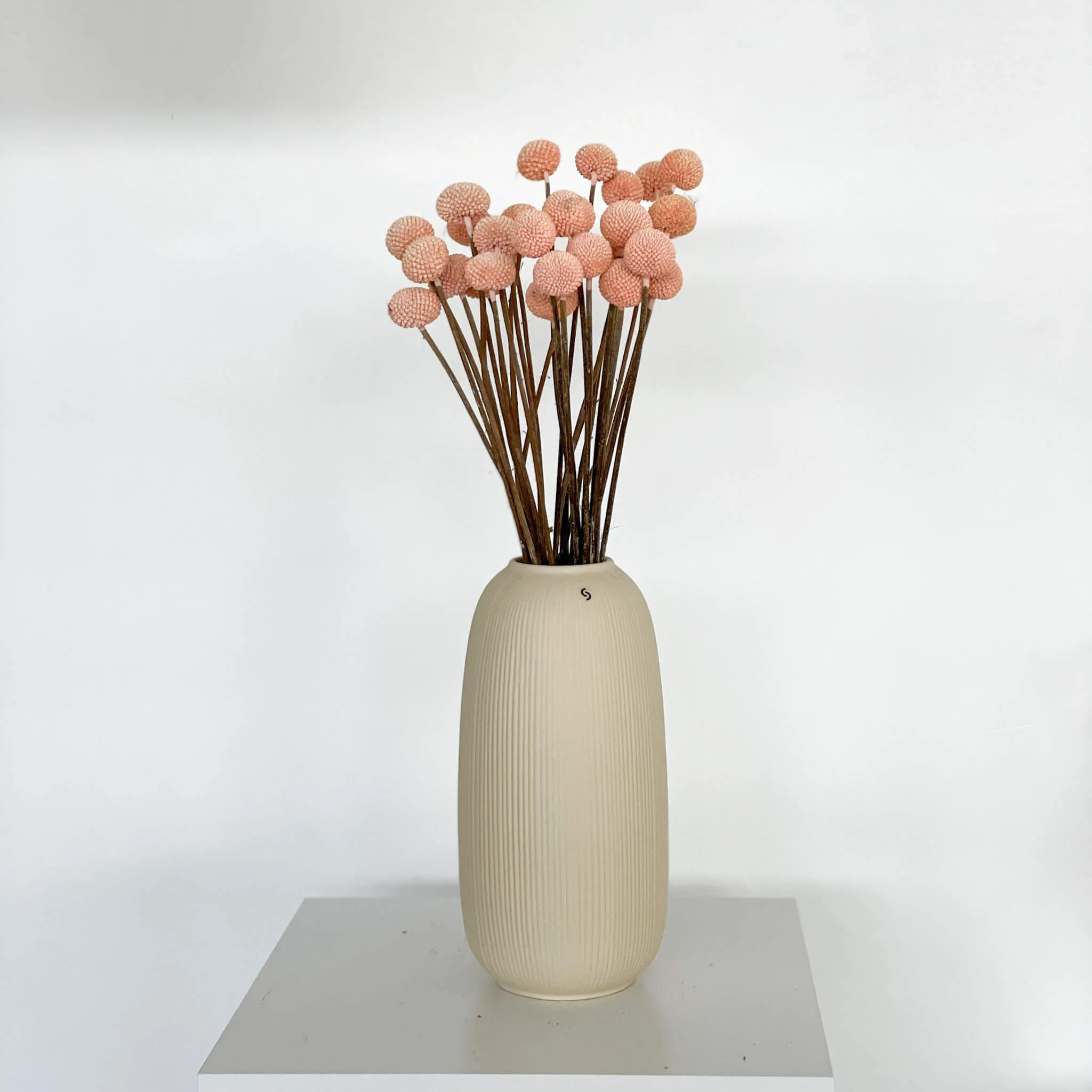 Craspedia I Trommelstöckchen