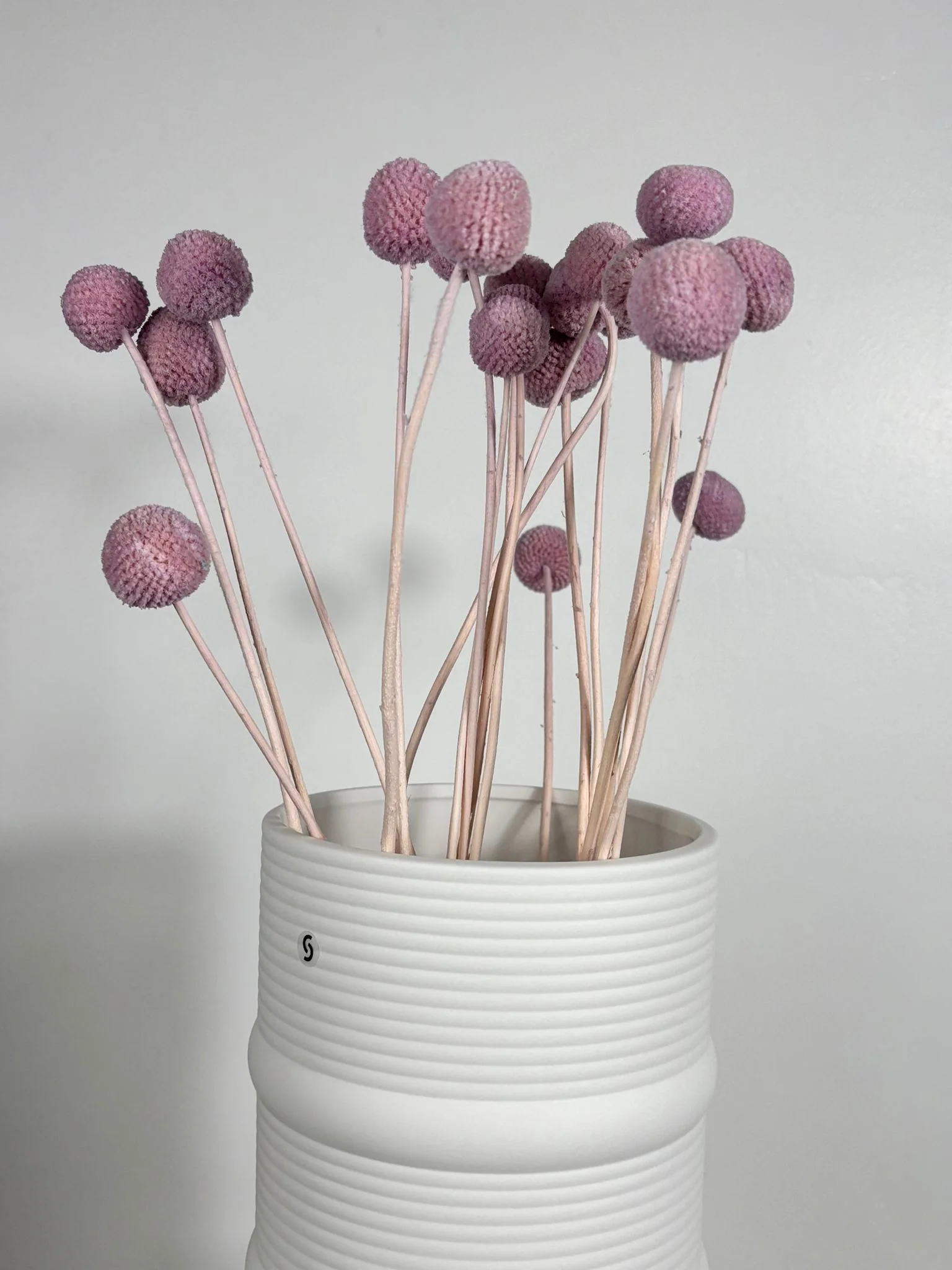 Craspedia I Trommelstöckchen