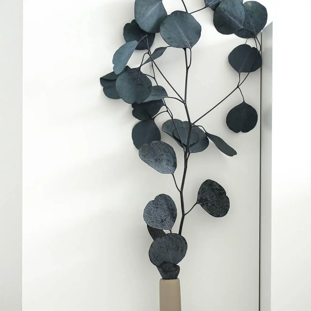 Eukalyptus Popolus - der Runde