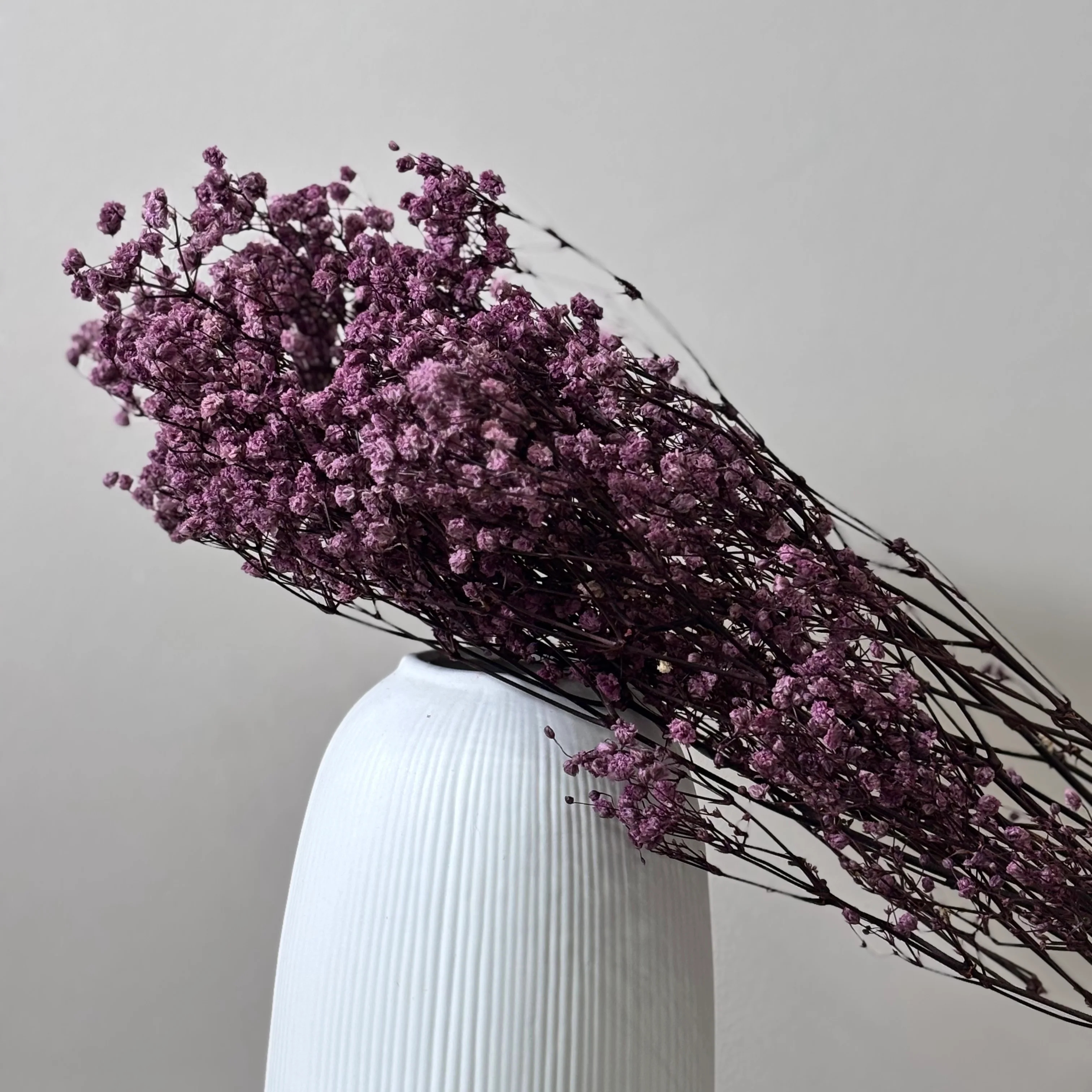 Gypsophilia | Schleierkraut: Ewige Schönheit für Deine Trockenblumensträuße und -kränze