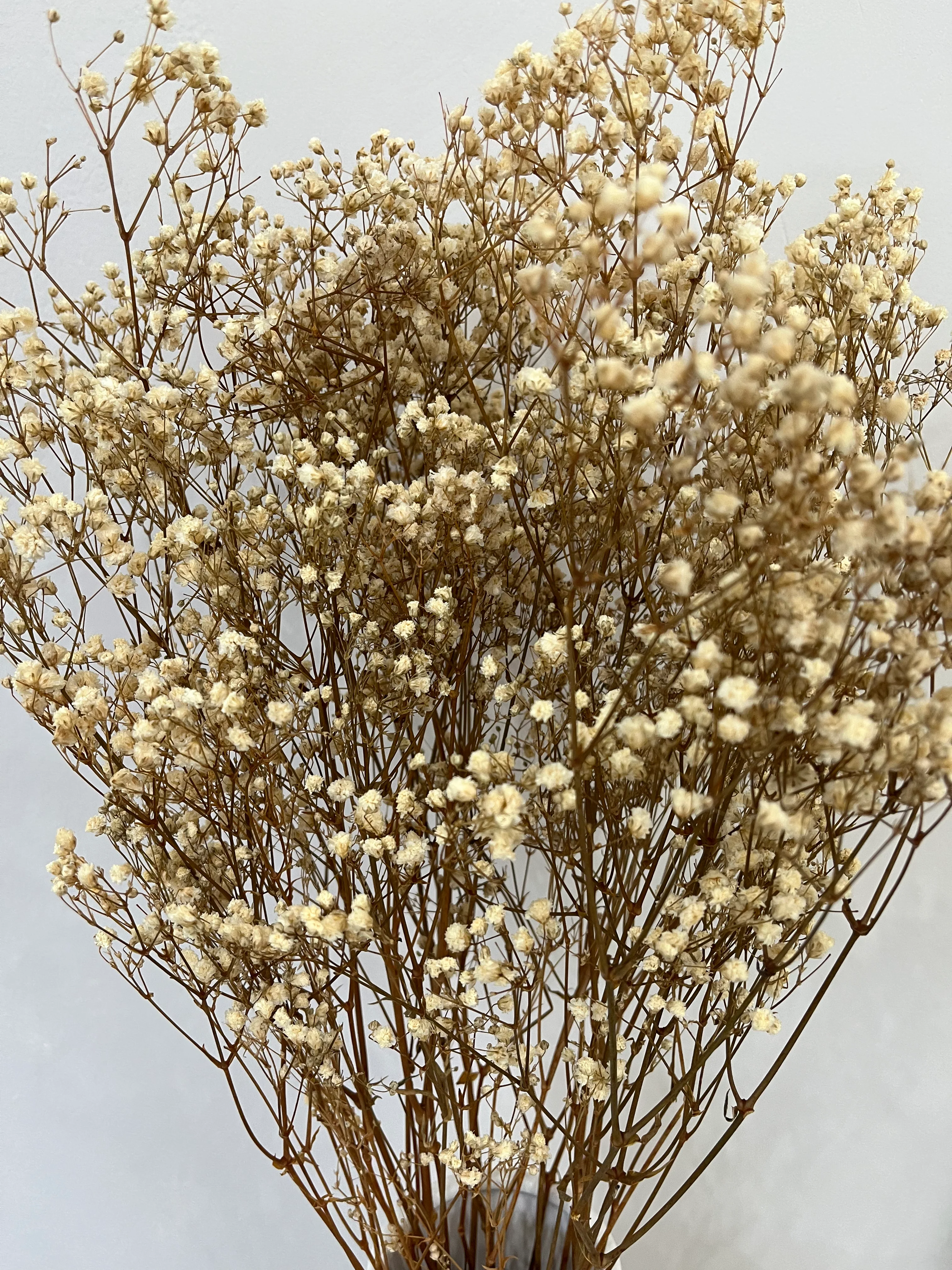 Gypsophilia | Schleierkraut: Ewige Schönheit für Deine Trockenblumensträuße und -kränze