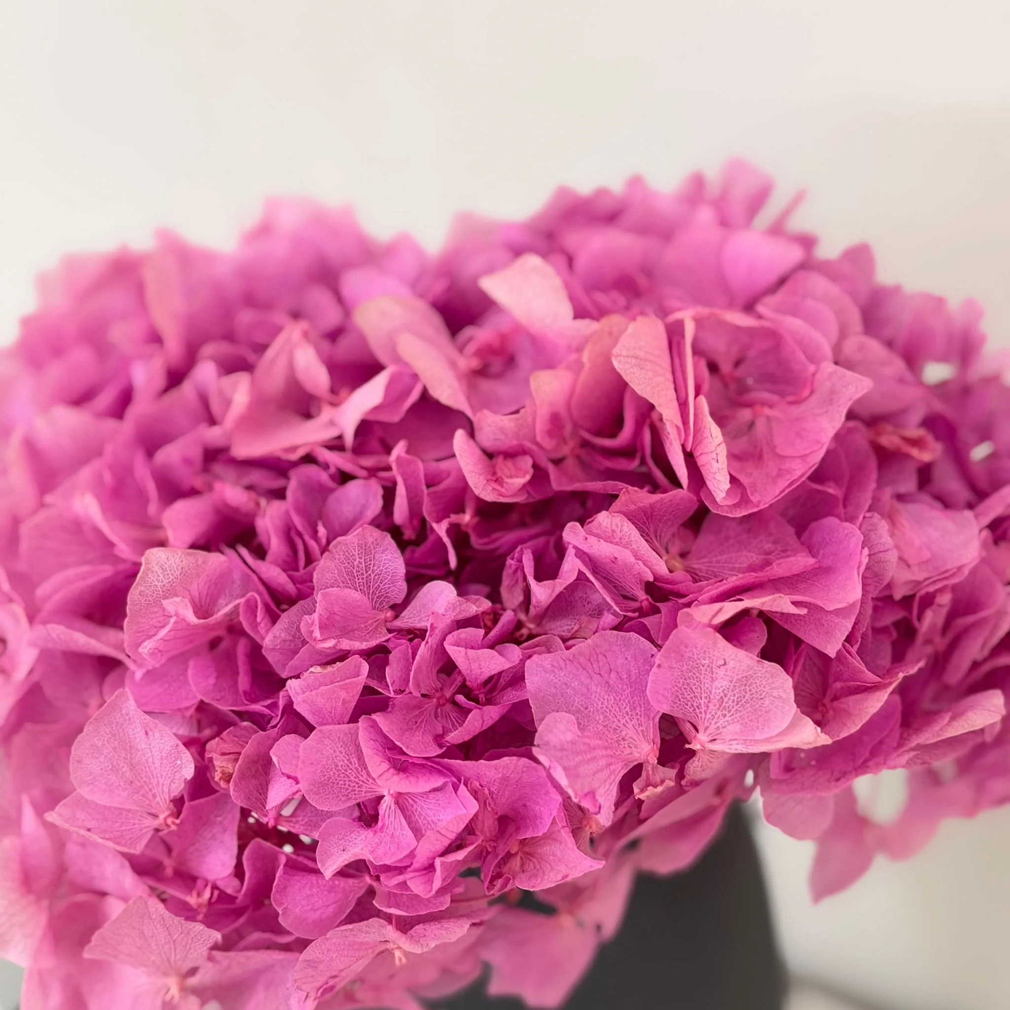 Hortensie: Zeitlose Schönheit, konservierte Hortensien als perfekte Dekoration