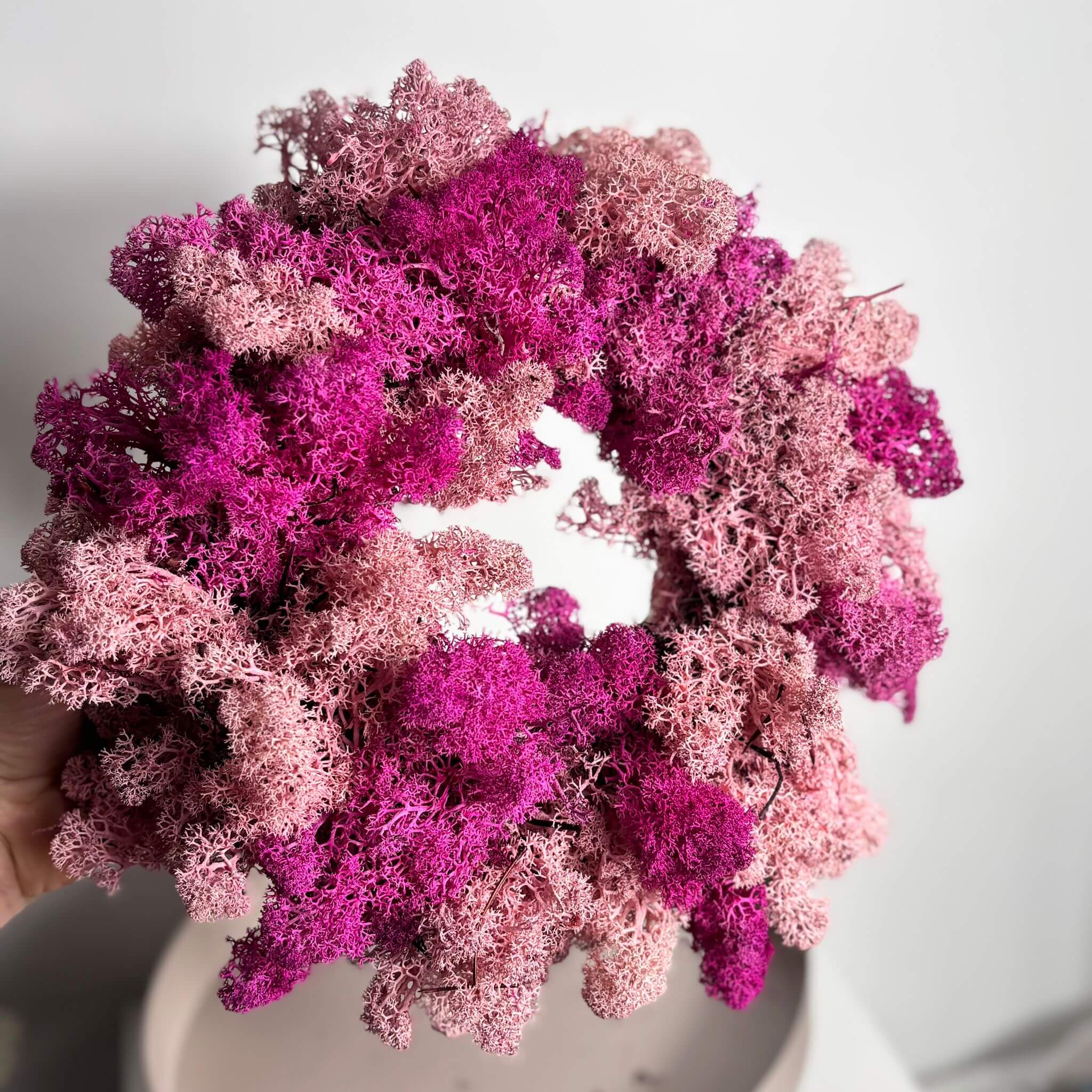 Reindeer-Moos: Isländischer Reindeermooskranz - rosa/pink