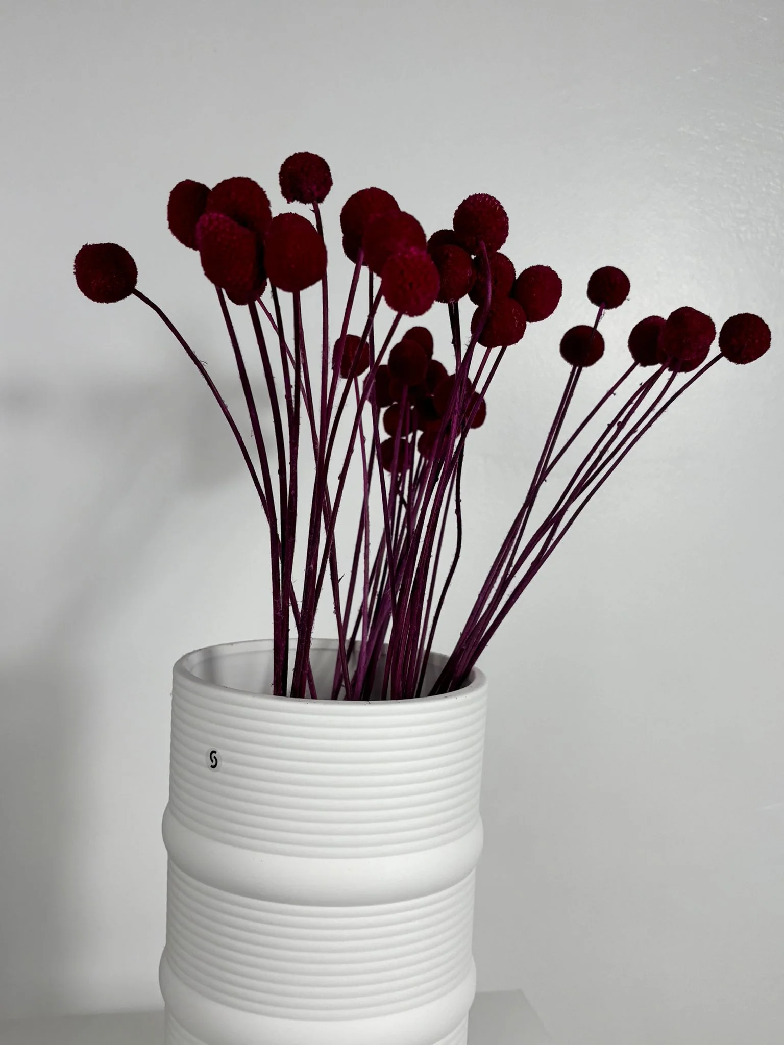 Craspedia I Trommelstöckchen