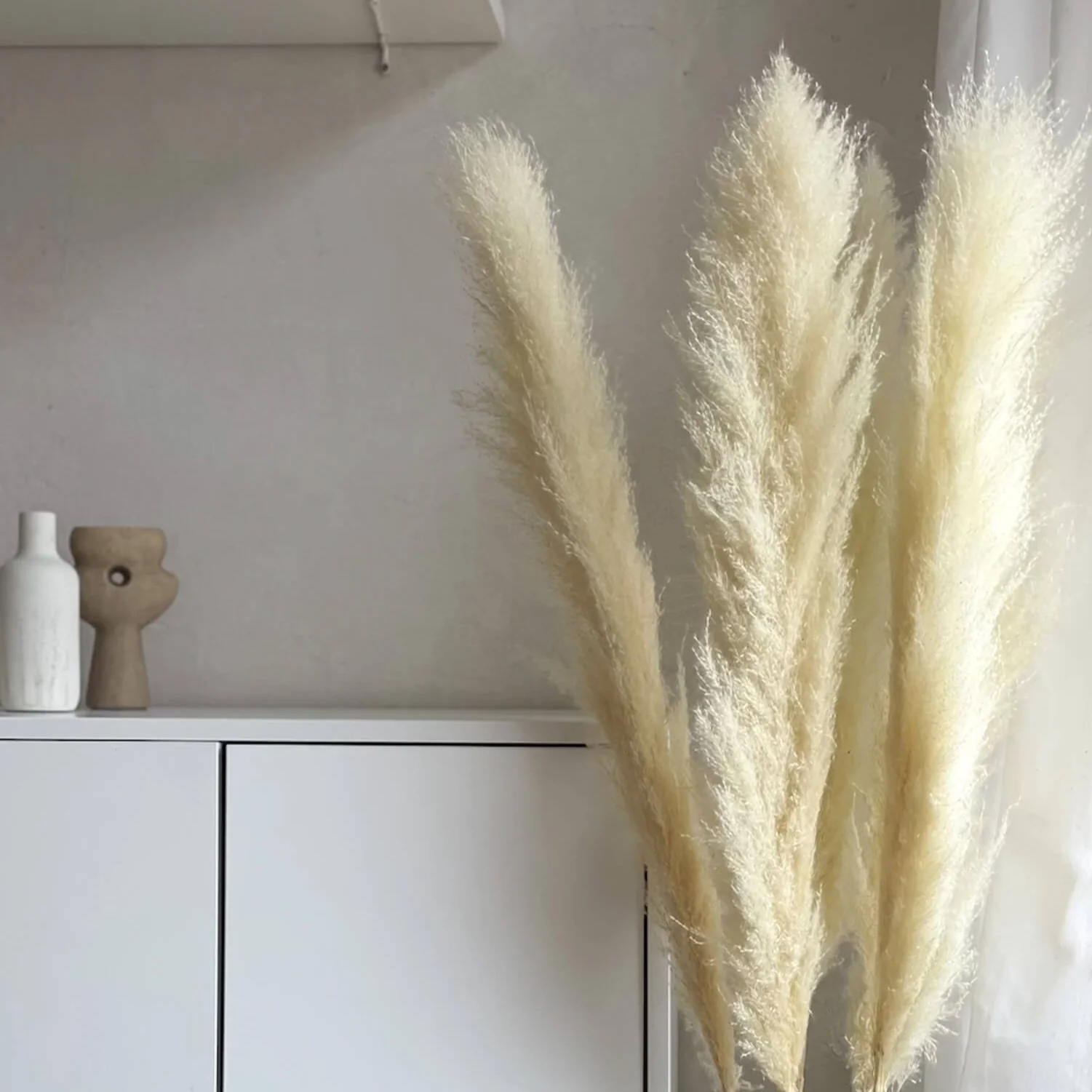 Pampasgras gebleicht