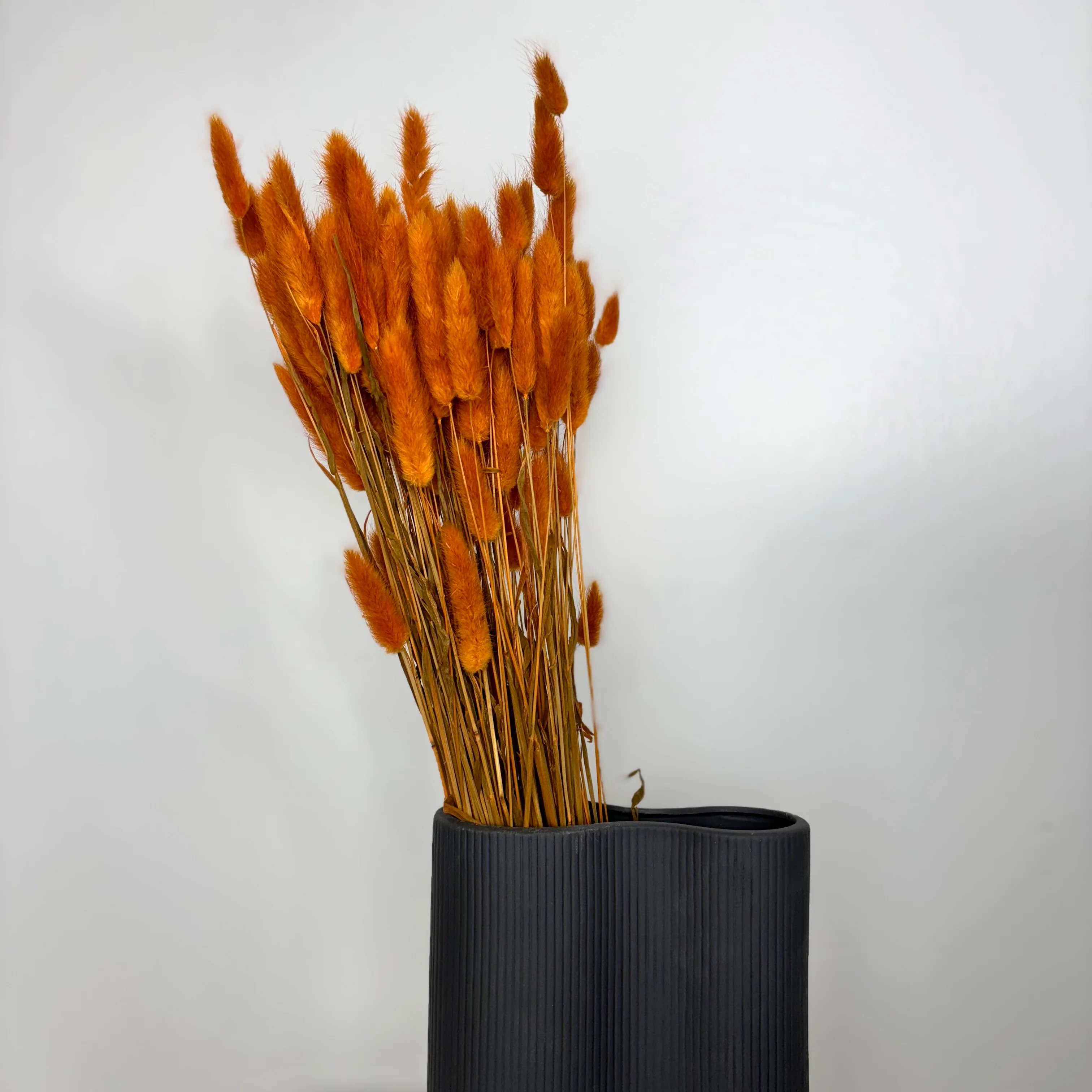 Lagurus | Samtgras | Hasenschwanz 60cm