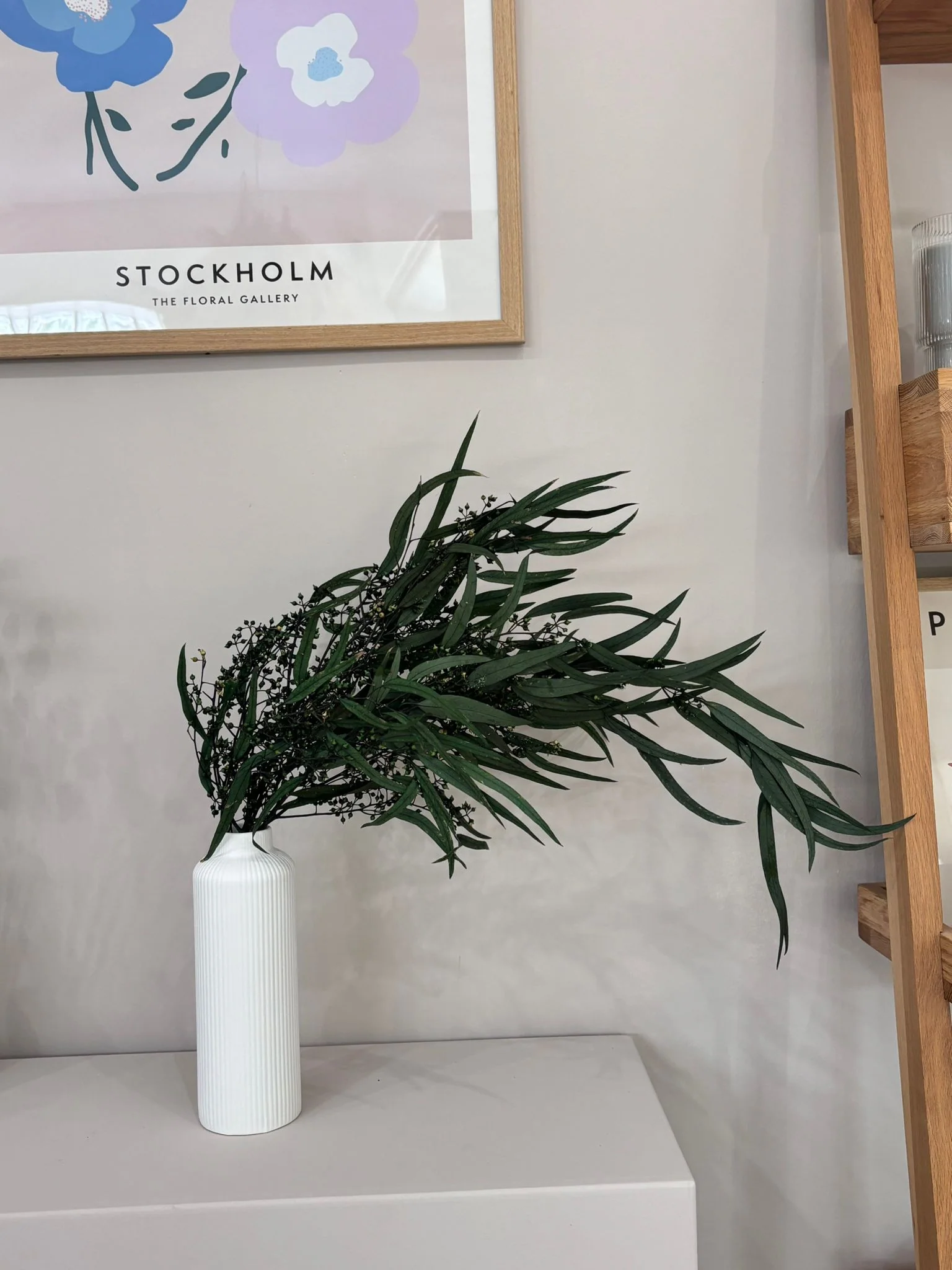 Eukalyptus Nicoly - der Kräftige -Outlet