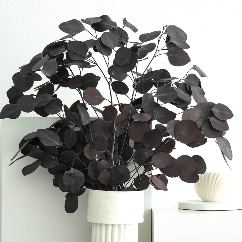 Eukalyptus Popolus - der Runde