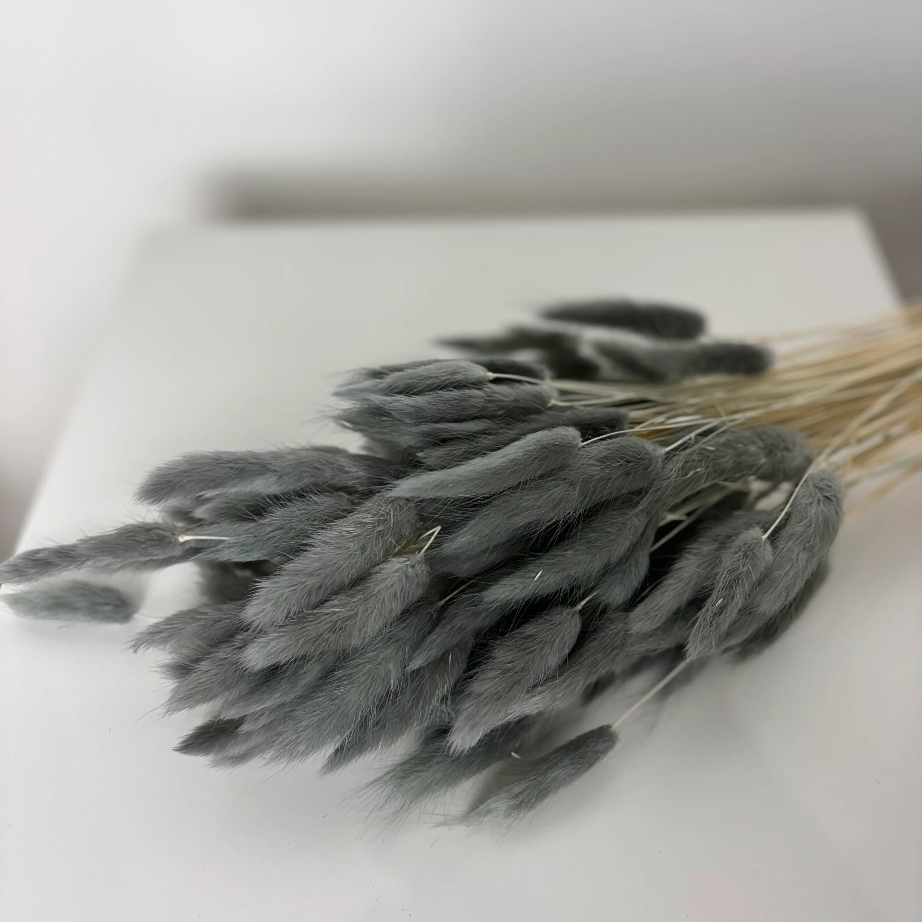 Lagurus | Samtgras | Hasenschwanz 60cm