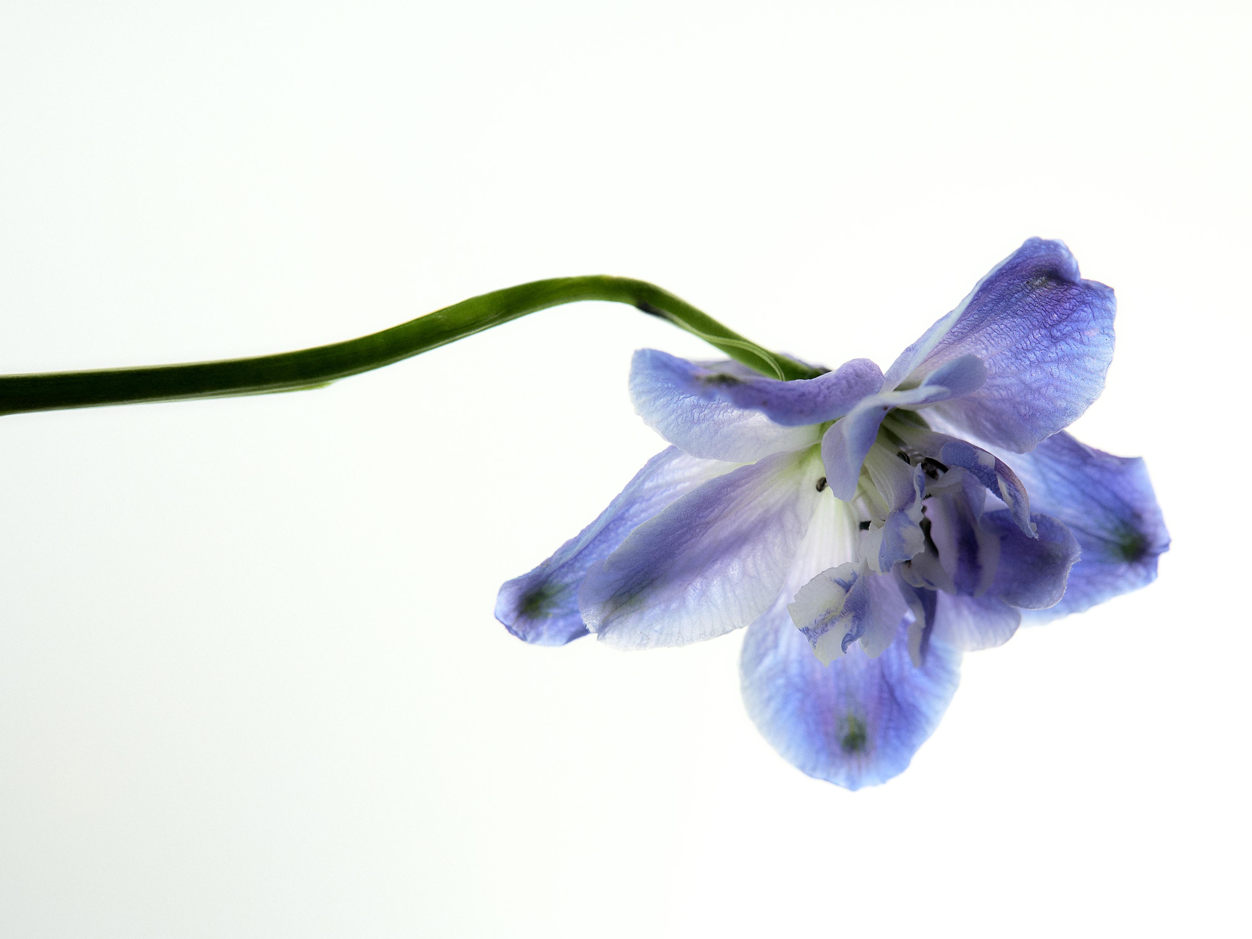 IRIS VEIL EDP 100ML (3.4 FL. OZ)