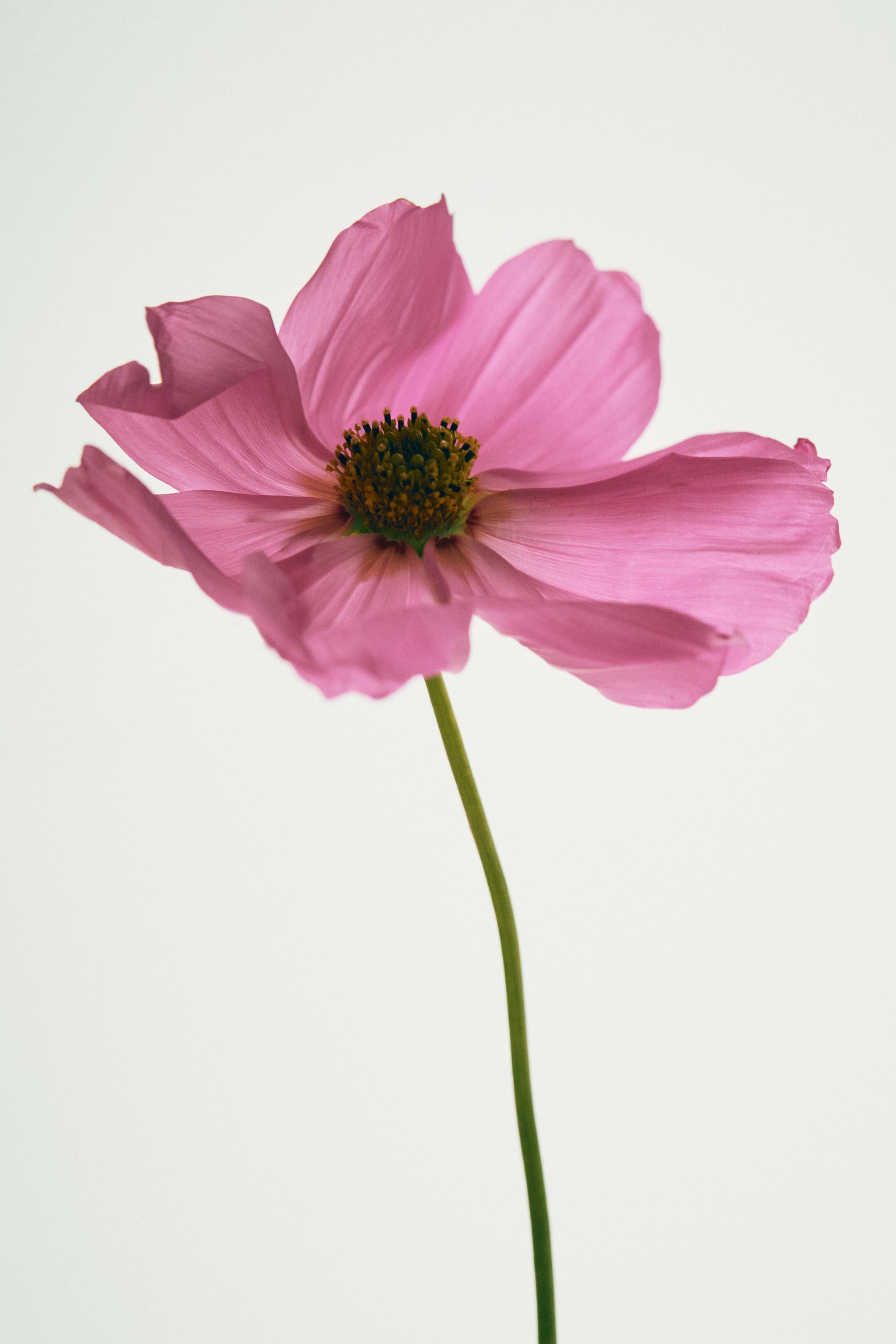 TUBEROSE EDT 90 ML (3.04 FL. OZ).