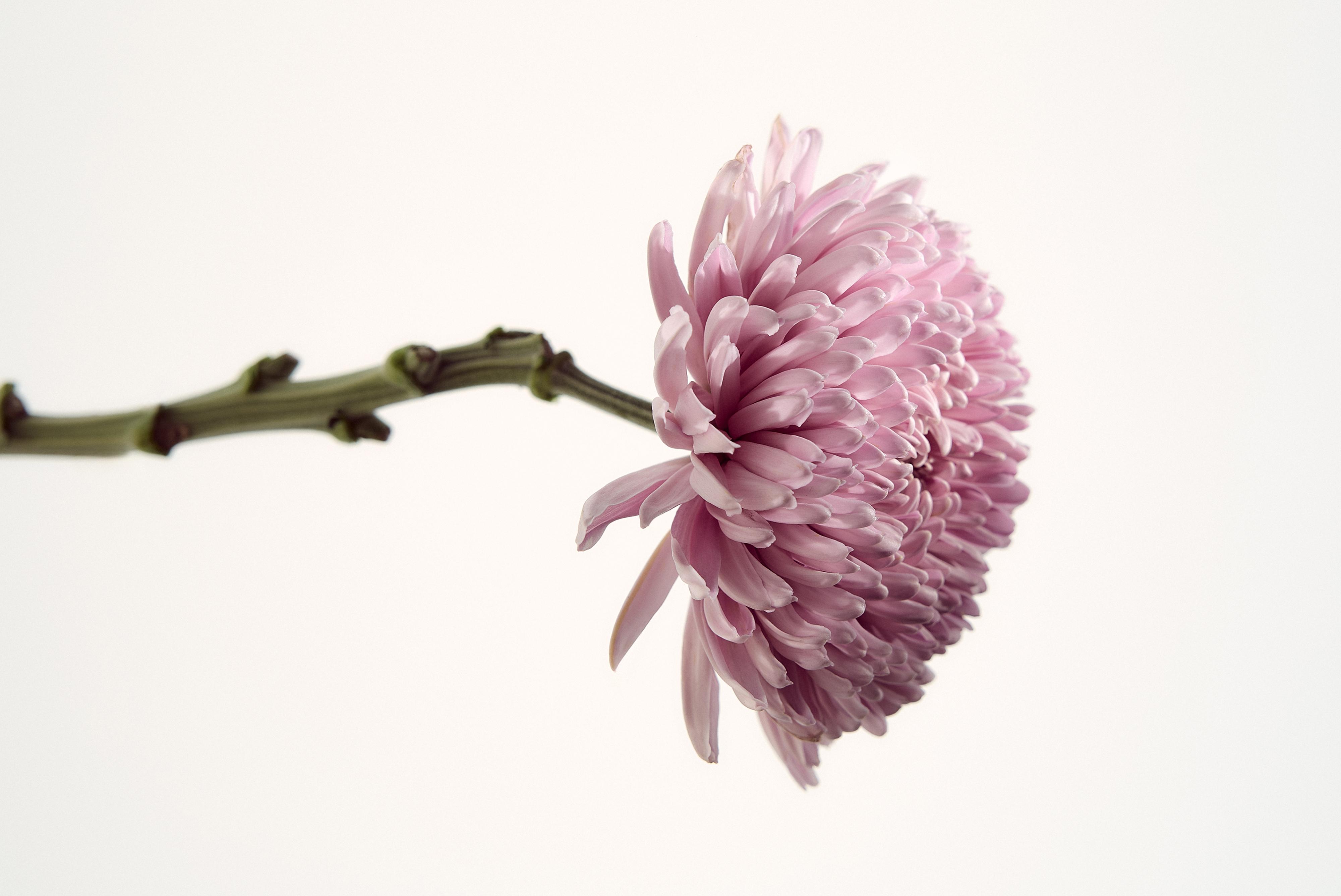 JUICY INFUSION EDP 100ML (3.38 FL.OZ).