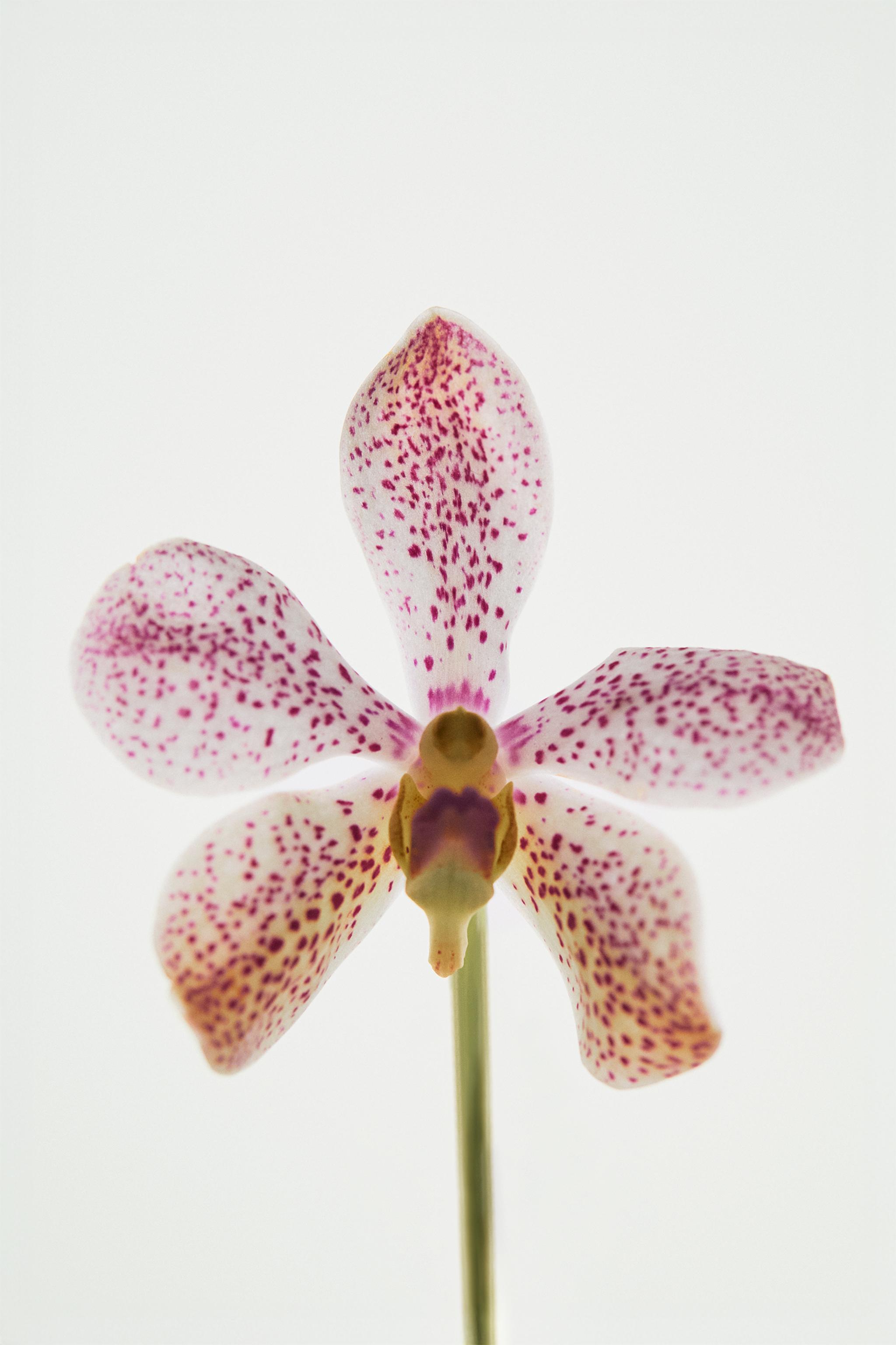 PINK FLAMBÉ EDT 90 ML (3.04 FL. OZ)