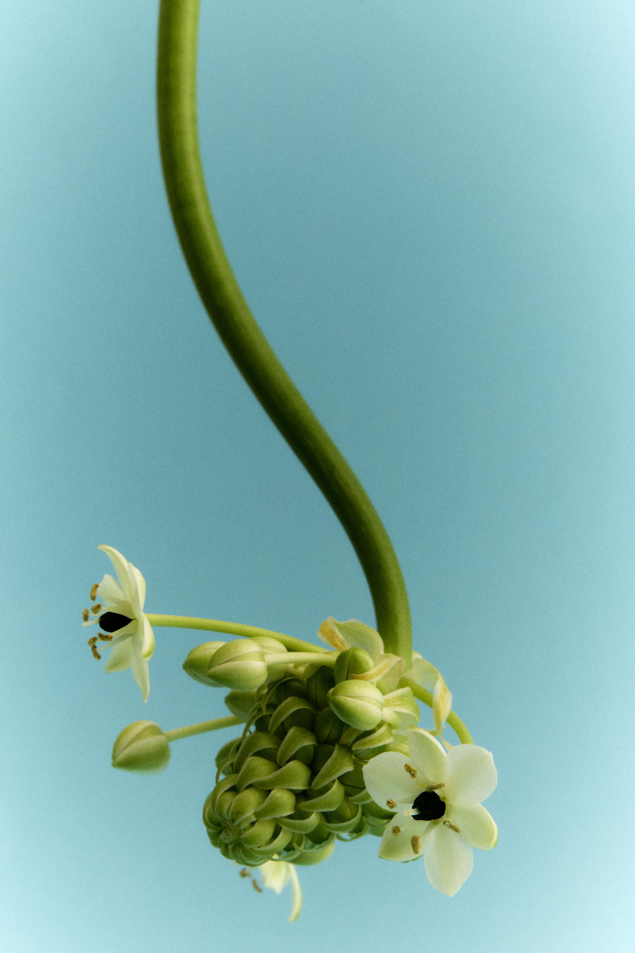 VANILLA DEVOTION EDP 100ML (3.4 FL. OZ).