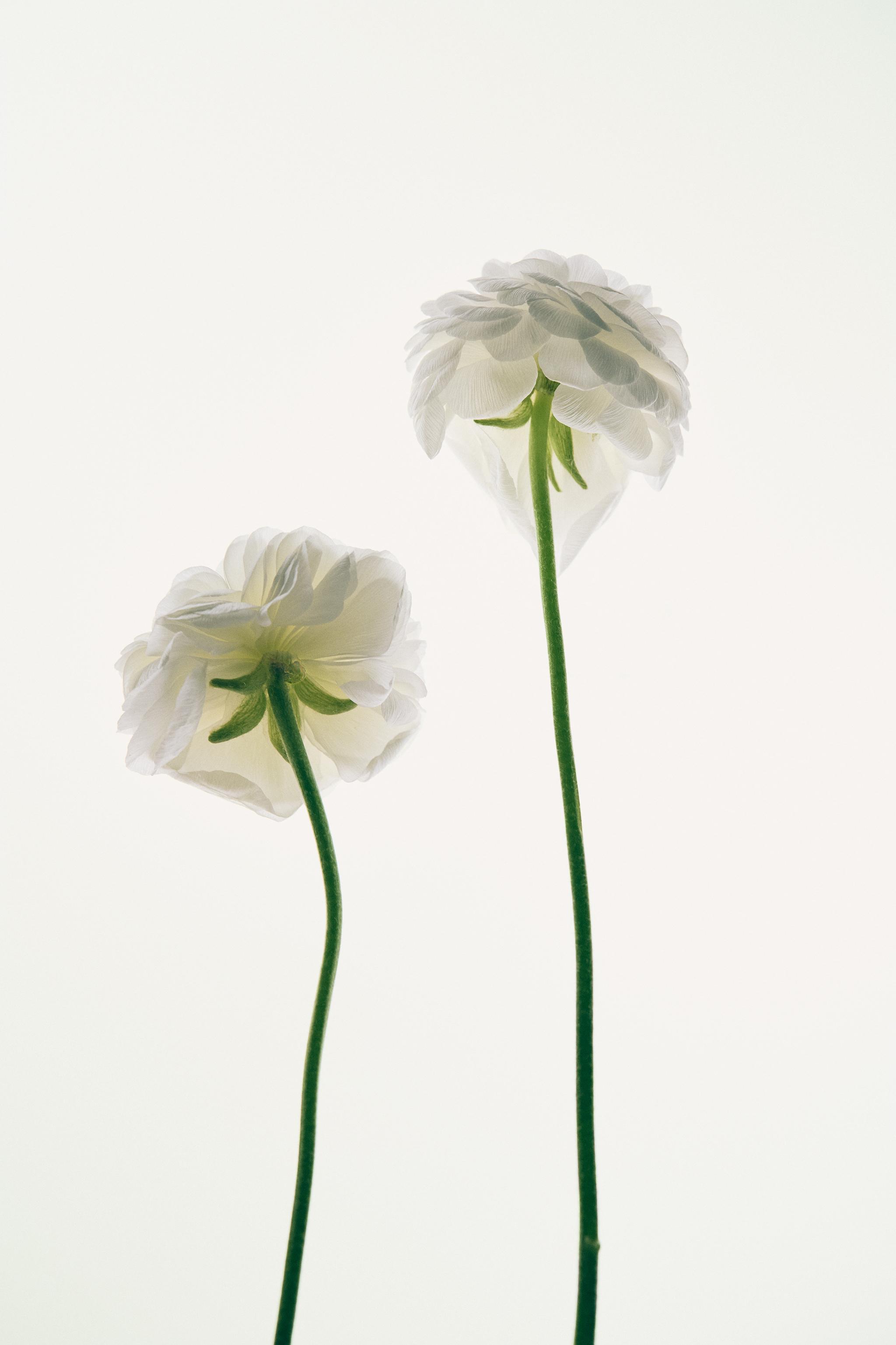 TWILIGHT MAUVE EDT 90 ML (3.04 FL. OZ).