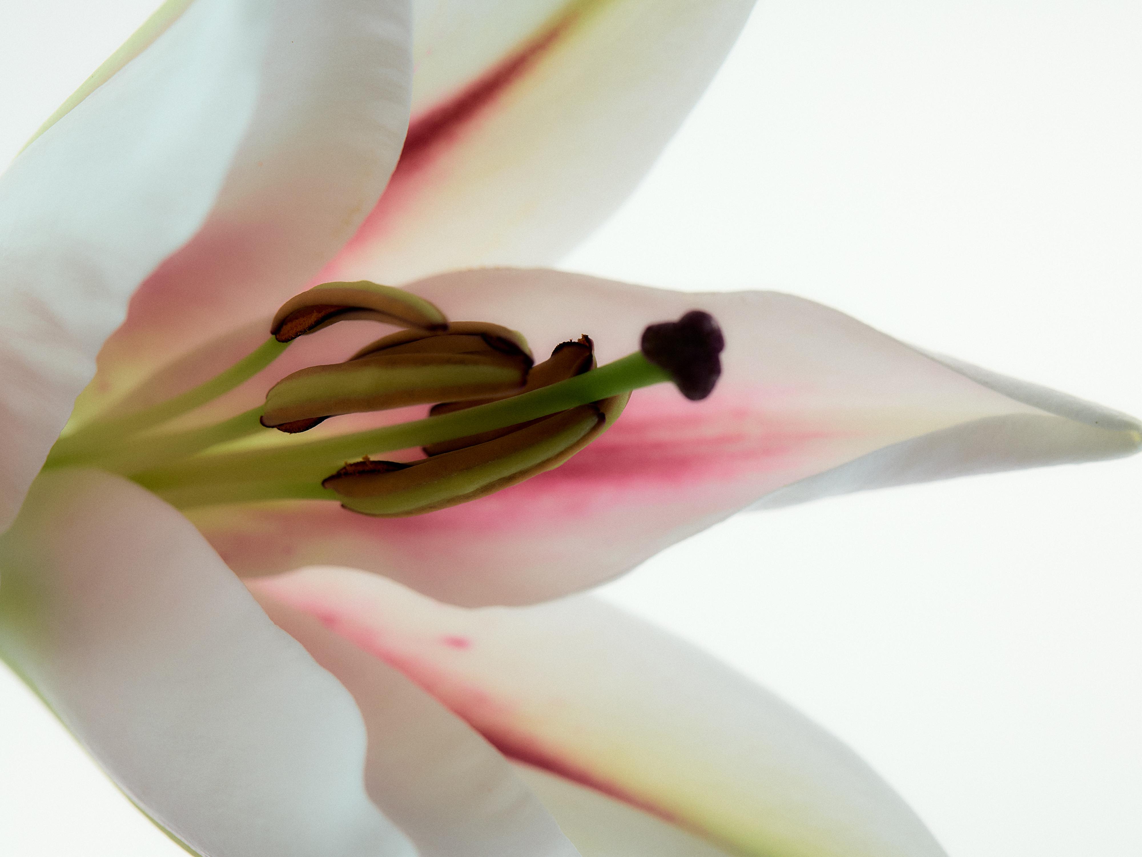 FIELDS AT NIGHTFALL EDP 100ML (3.4 FL. OZ).