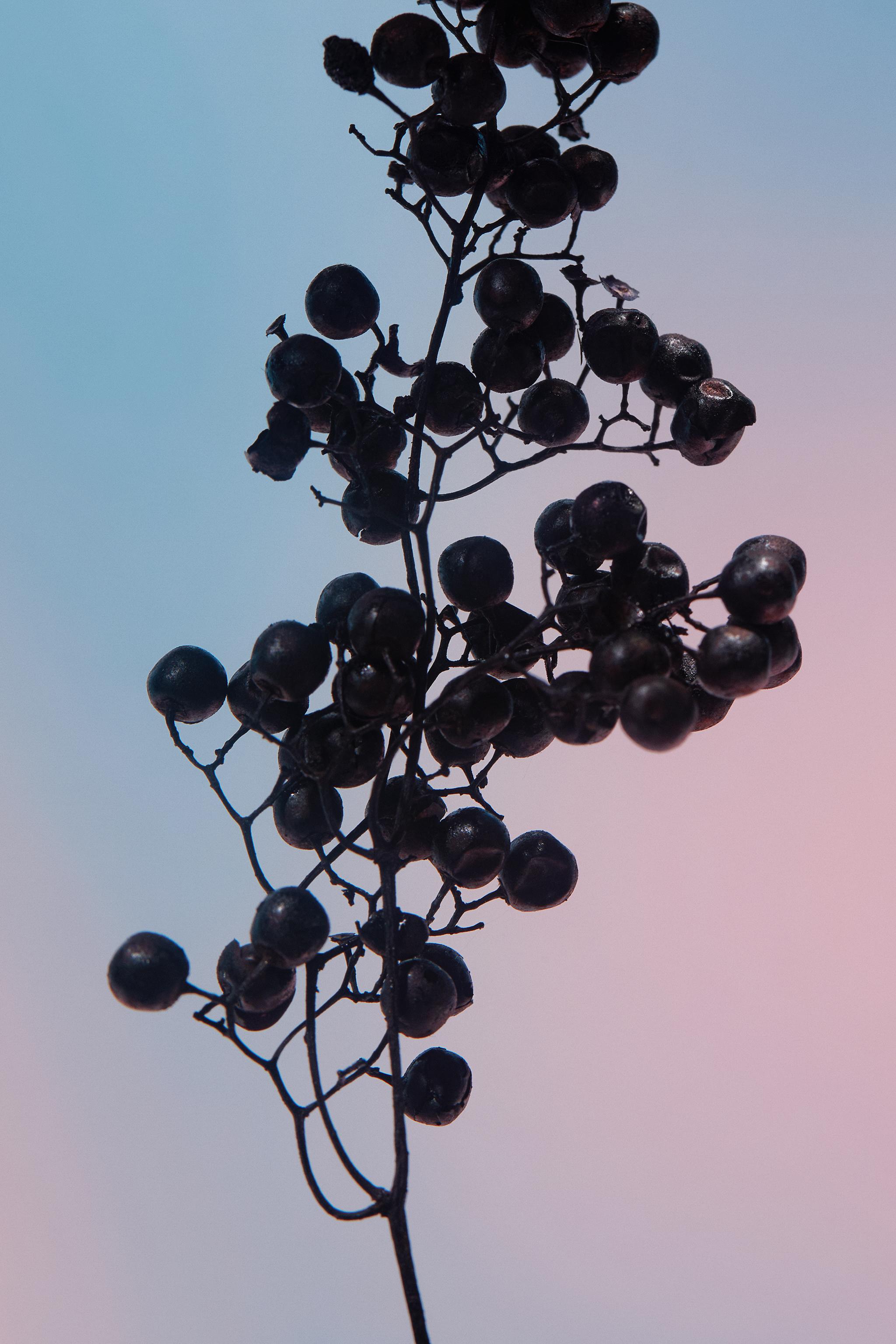 ORCHID EDP 90 ML (3.04 FL. OZ)