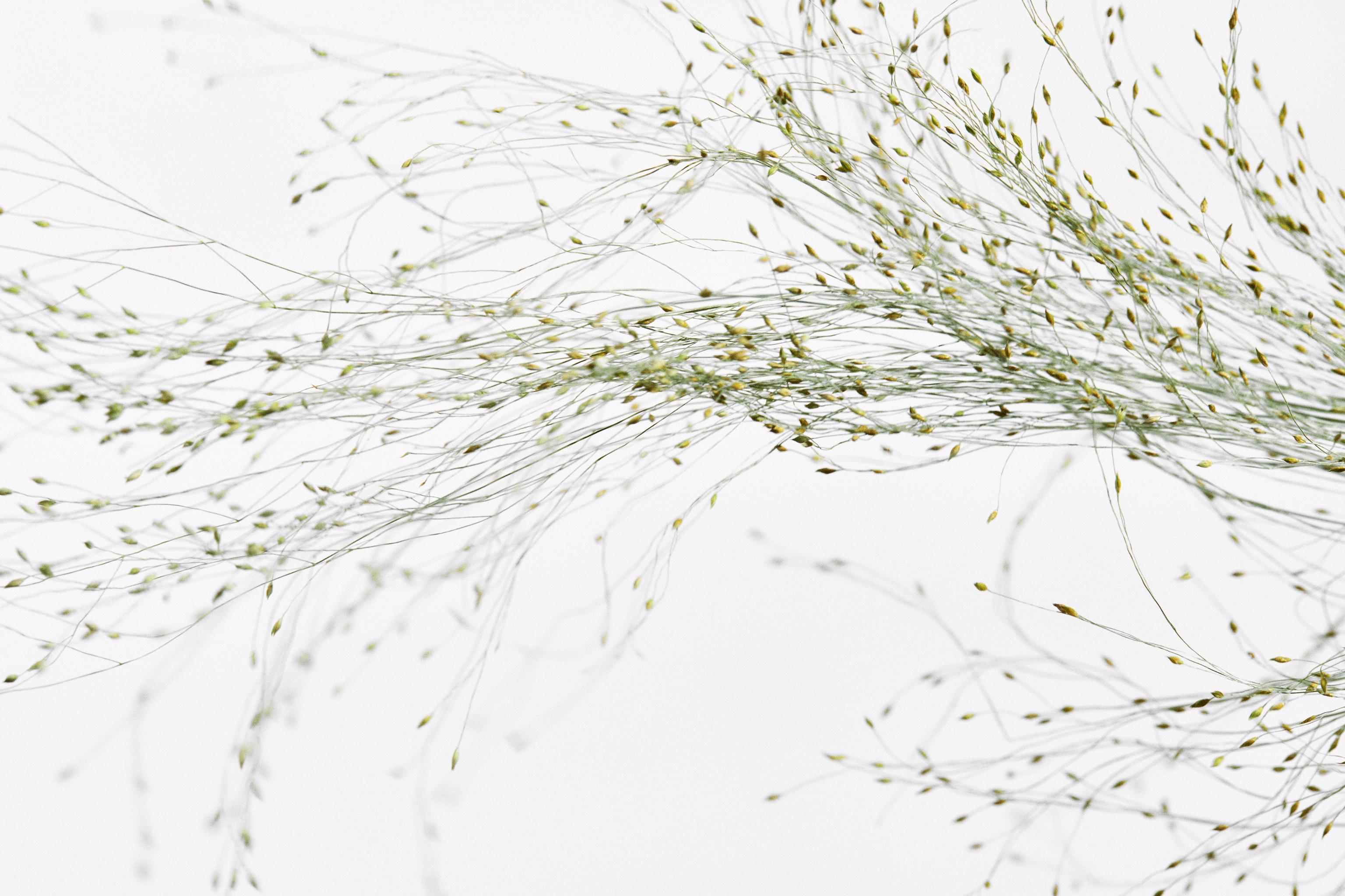 RED ZARA TEMPTATION VANILLE EXTRAIT DE PARFUM 50ML (1.7 FL. OZ)