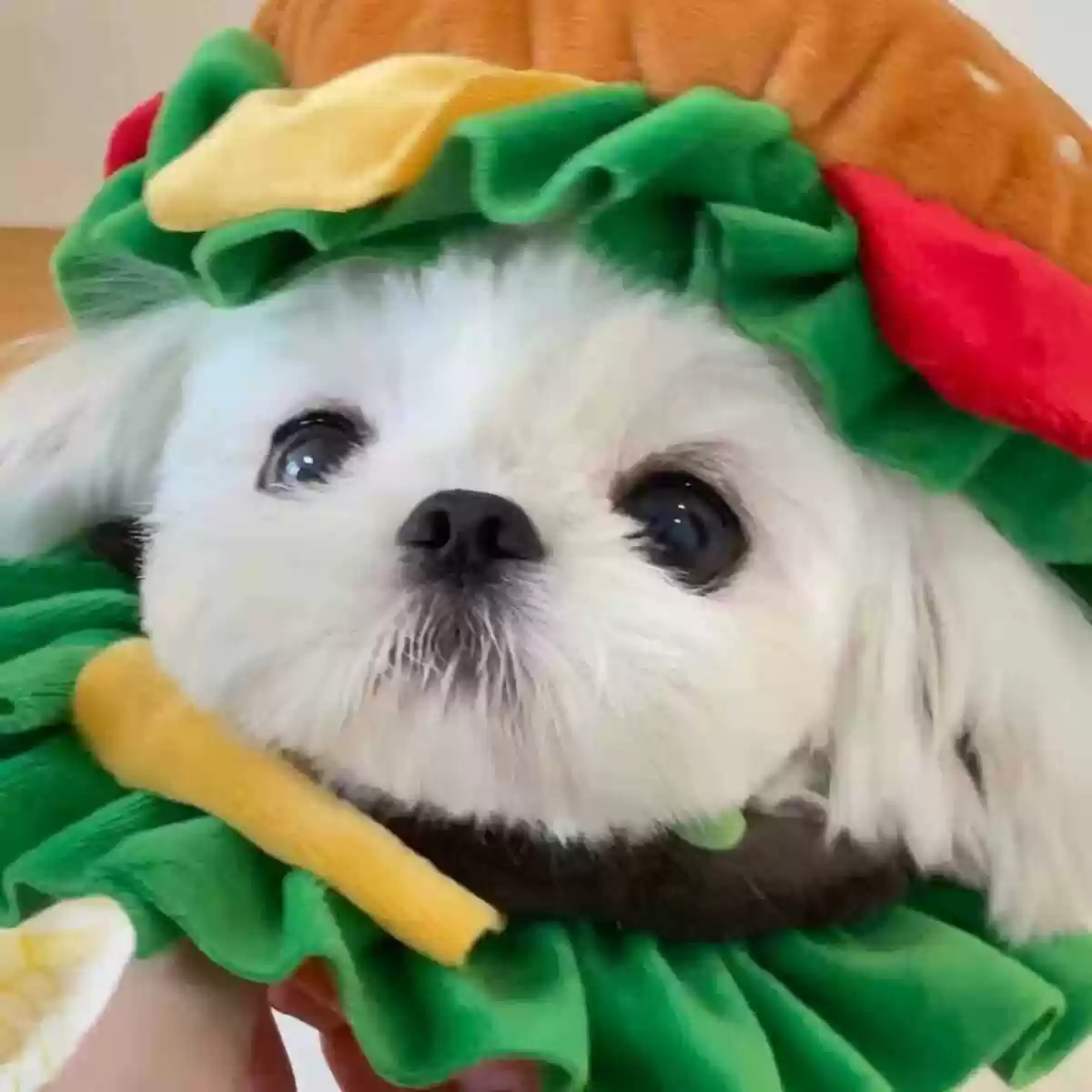 Hamburger Pet Headwear - Funny Photo Prop for Small Dogs and Cats