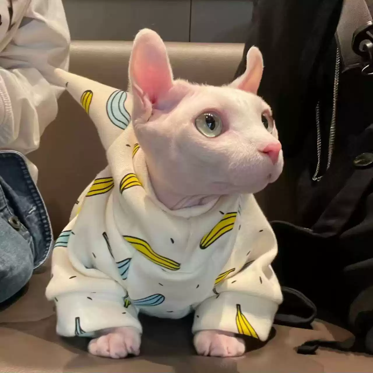 Autumn & Winter Hairless Cat Full-Body Belly-Protective Jumpsuit