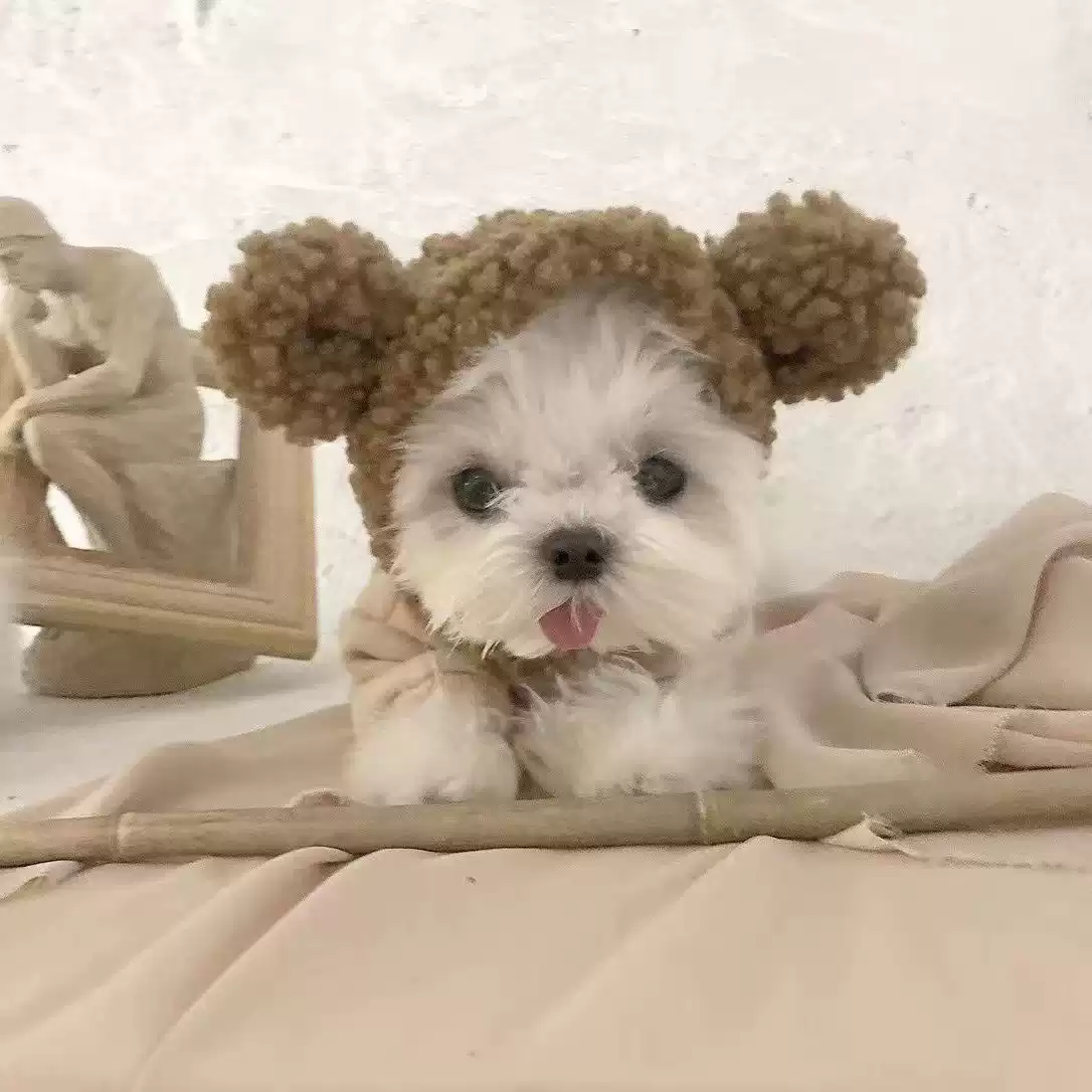 Small Dog Autumn Hooded Two-Legged Sweatshirt