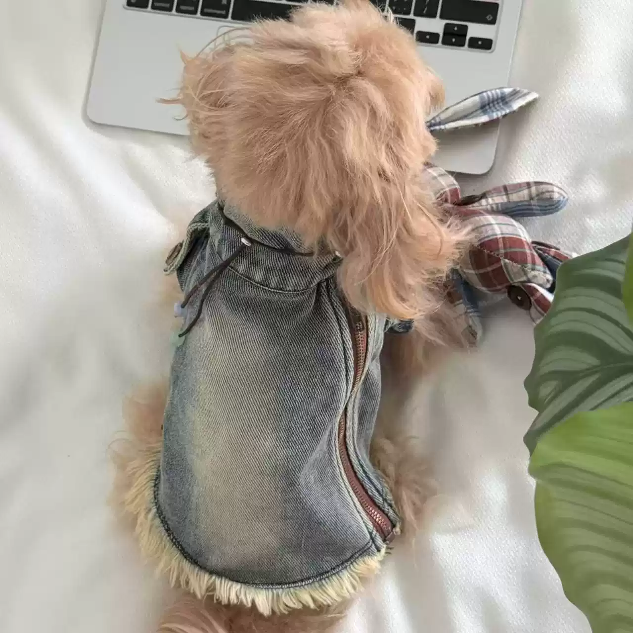 Anti-Shedding Stylish Denim Cat Shirt with Leash, Spring & Autumn Wear