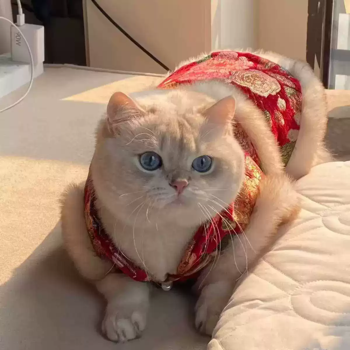 Chinese Traditional Tang-Style Winter Pet Clothes - Festive New Year for Small Dogs & Cats