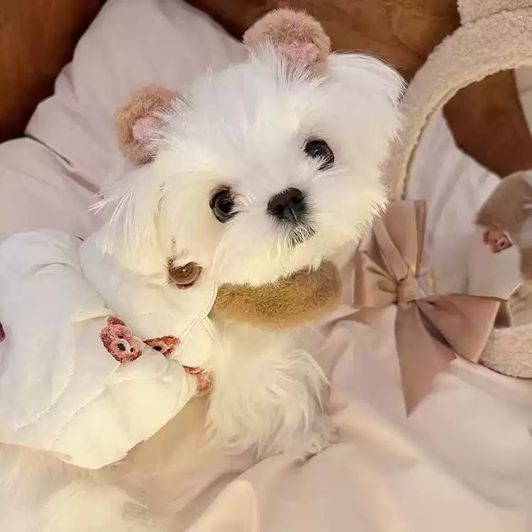 Spring Cute Pumpkin Puff Homewear Dress for Small Dogs & Cats