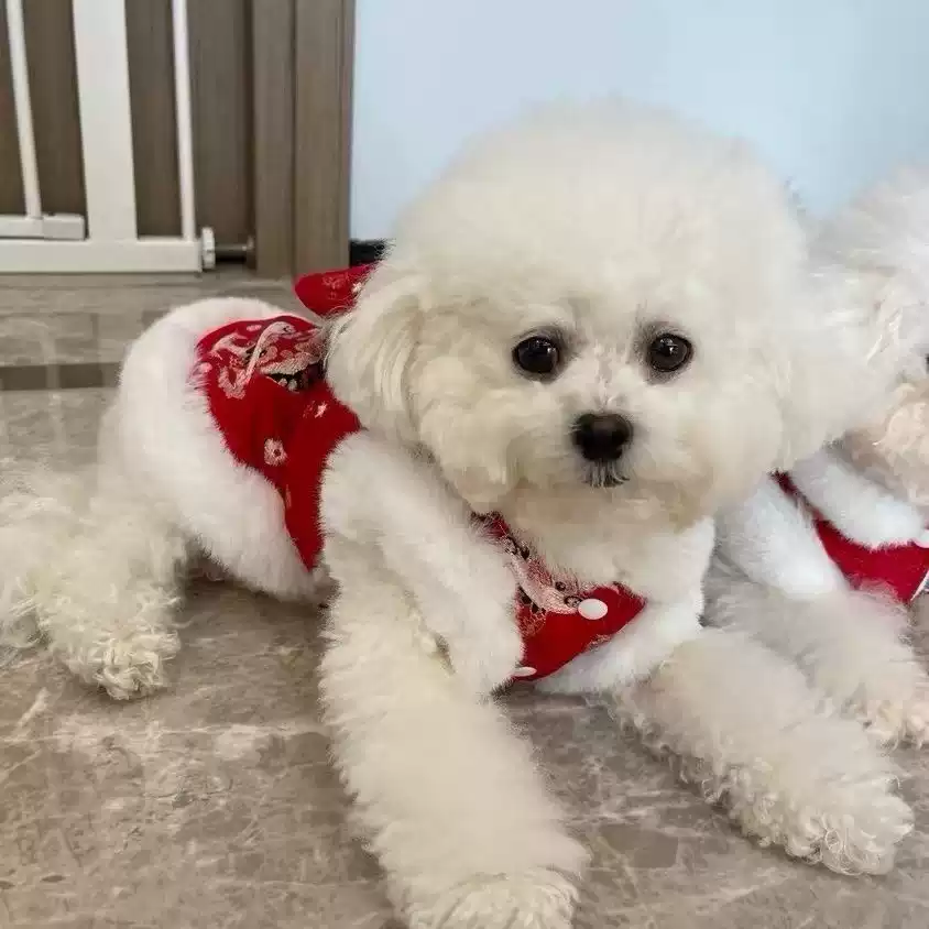 Autumn & Winter New Fleece-Lined Warm Pet Outfit, Suitable for Dogs and Cats, New Year Celebration Wear