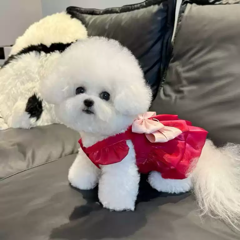 Summer Thin Breathable Shimmering Princess Dress with Leash Clip for Small Dogs & Cats