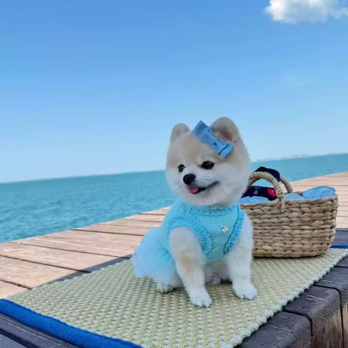 Princess Skirt for Small Dogs & Cats