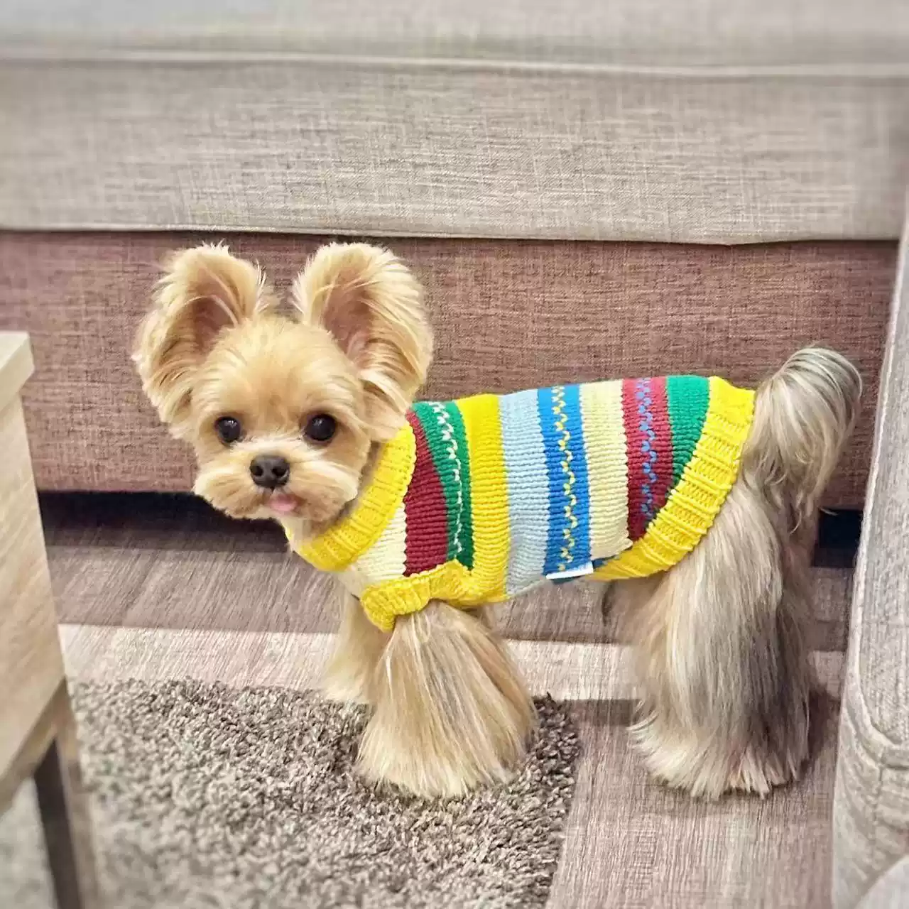 New Autumn/Winter Rainbow Knit Sweater Vest for Small Dogs