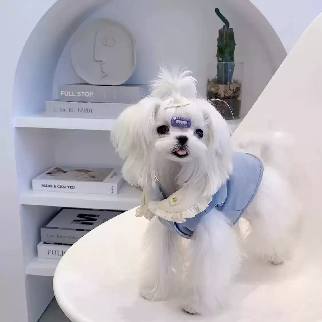 Trendy Dog Clothes for Small to Medium Breed Dogs, Autumn & Winter New Design