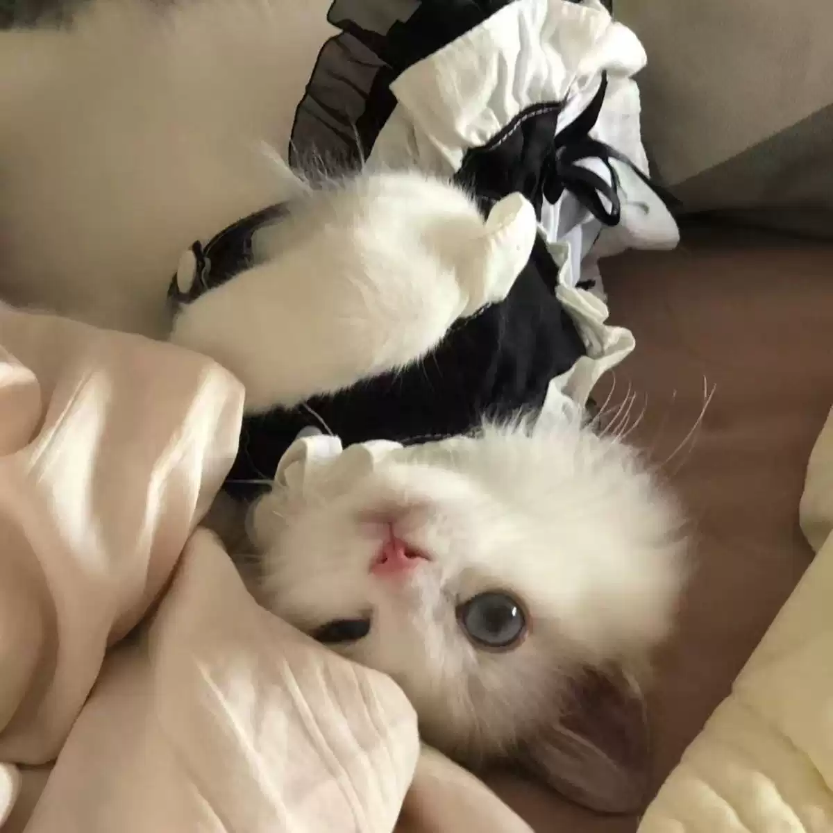 Pet Black Lace Princess Dress - Cute Formal Outfit for Cats & Dogs