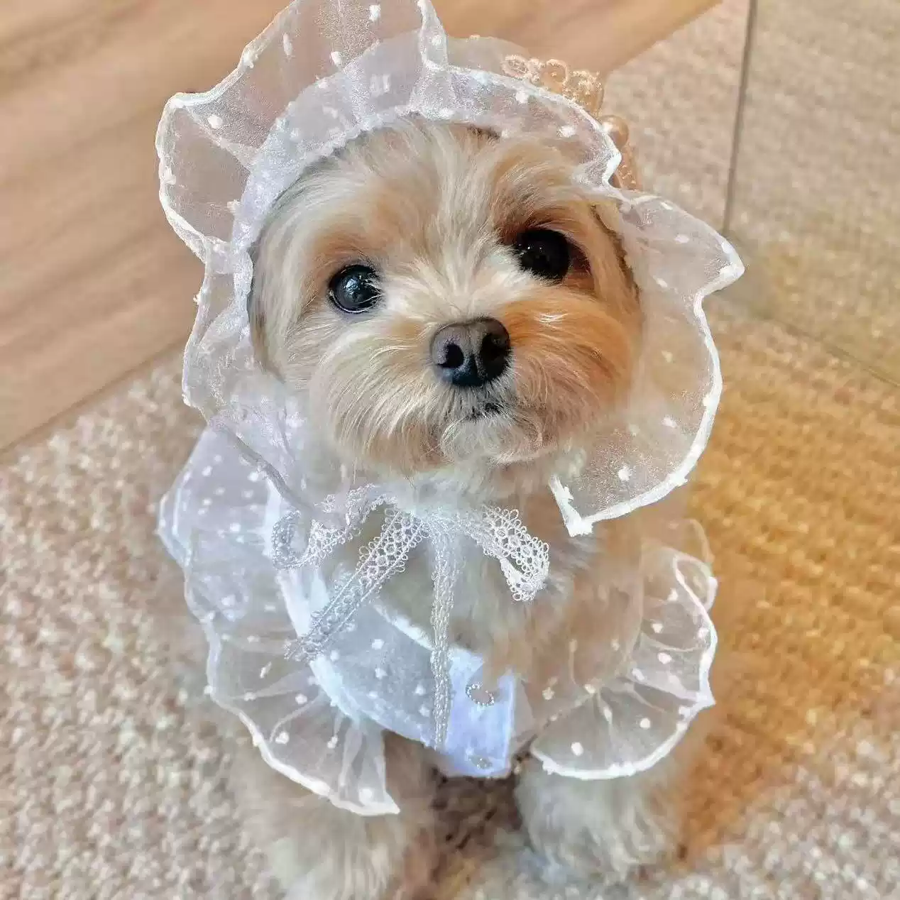 Pet Spring/Summer Lace Princess Dress for Dogs & Cats