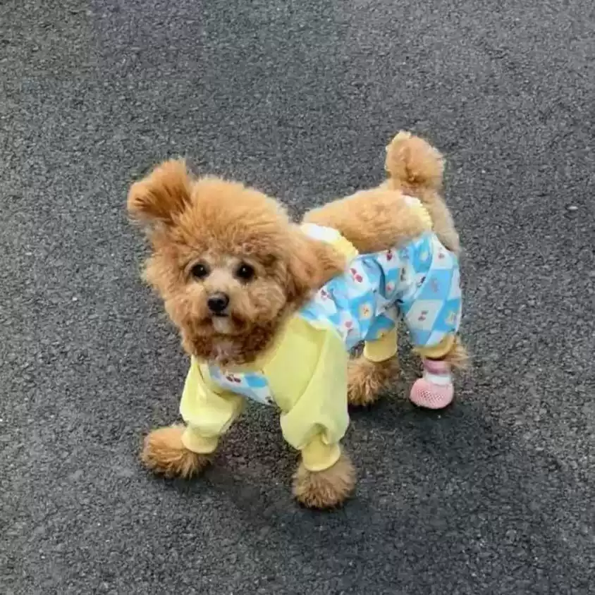 Small Dog Lightweight 4-Legged Pet Pants - Spring & Autumn, Dirt & Insect Resistant, Leg Protection