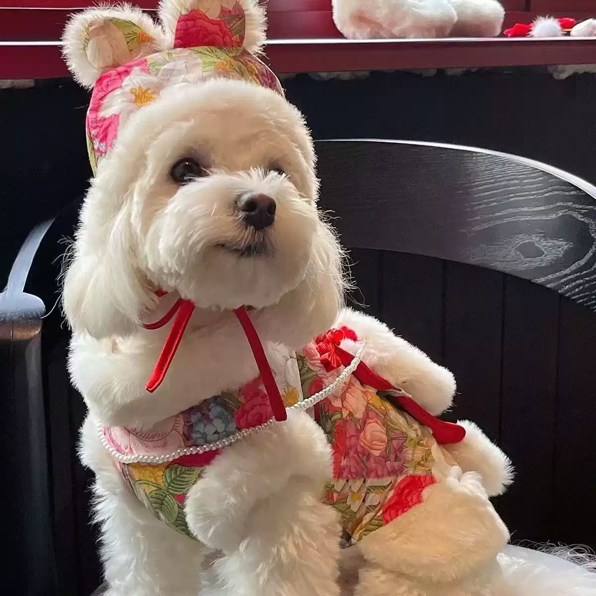 Warm Autumn & Winter Festive New Year Pet Tang Suit for Small Dogs & Cats (Teddy Bear, Bichon Frise)