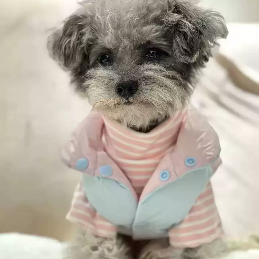 Thickened Winter Pet Jacket with Leash Loop - Small Dog & Cat Coat (XS to XL)