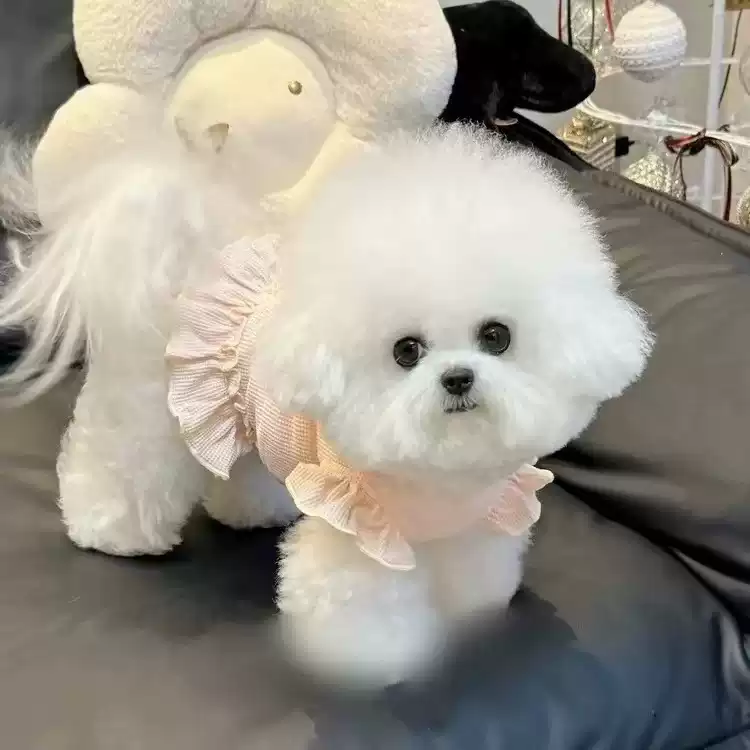 Pet Dress - Summer New Waffle Pattern with Flower and Flutter Sleeves, Cute Breathable Outfit for Small Dogs & Cats