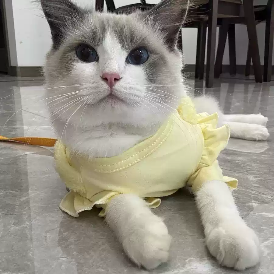 Fake Two-Piece Pet Outfit for Small Dogs & Cats - Spring & Autumn