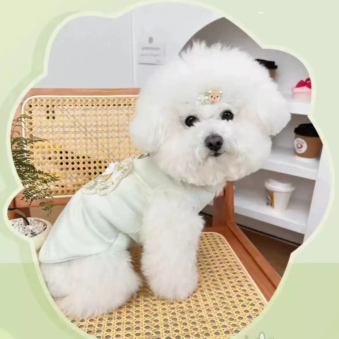 New Spring Collection Pet Traditional Style Dog & Cat Harness Vest with Embroidery & Buttons, Suitable for Small Dogs