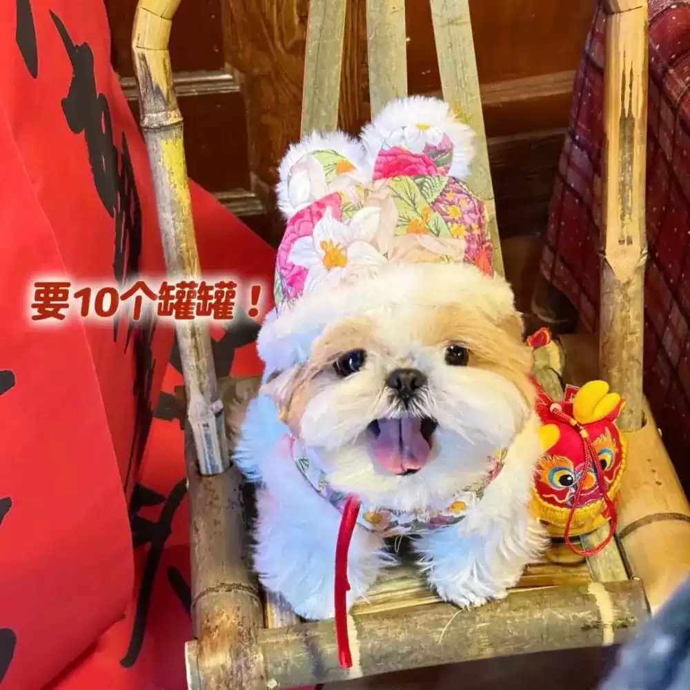 New Year Festive Pet Tang Suit Winter Thickened Warm Outfit