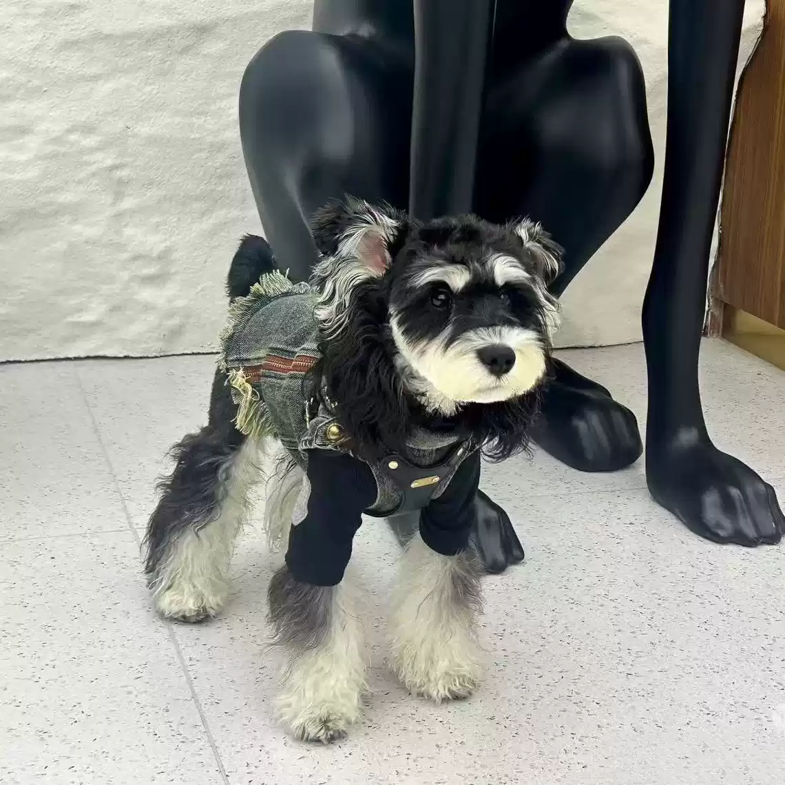 Denim Pet Jacket for Small Dogs