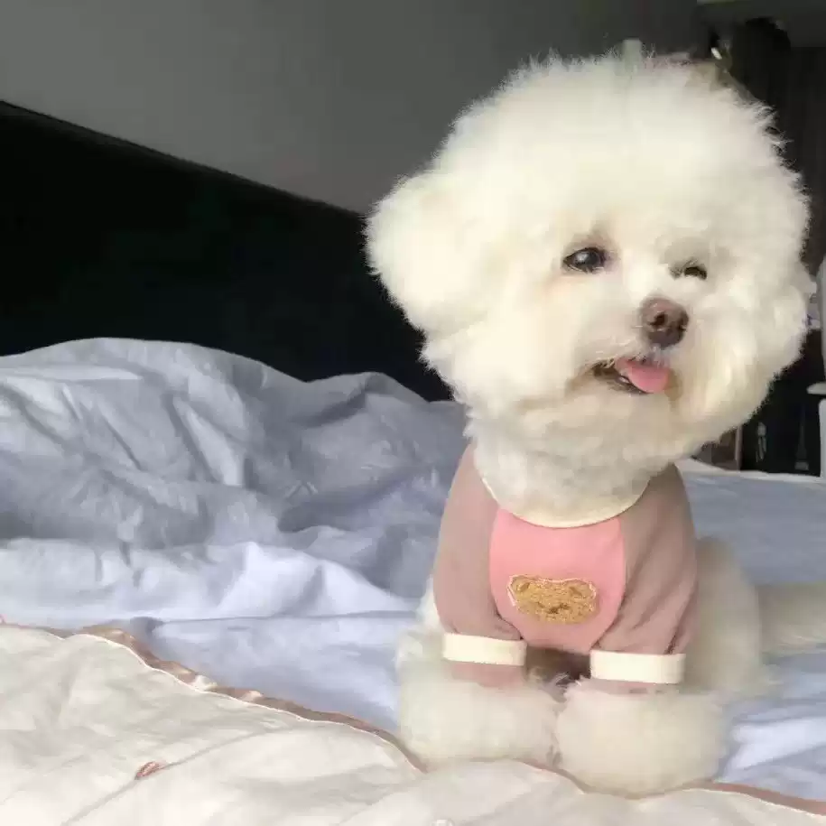 Small Dog Color Blocked Short Sleeve Hoodie - Spring/Fall Apparel for Small Dogs