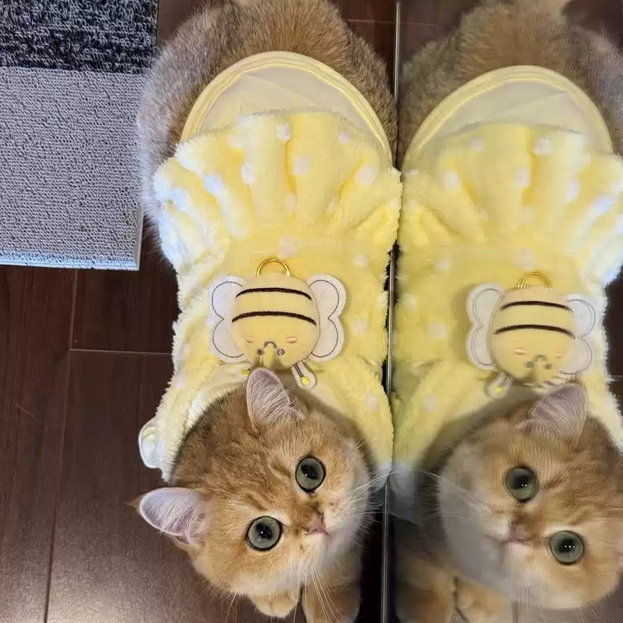 Two-Piece Style Cat Dress with Leash Clip - Cute Autumn & Winter Pet Outfit