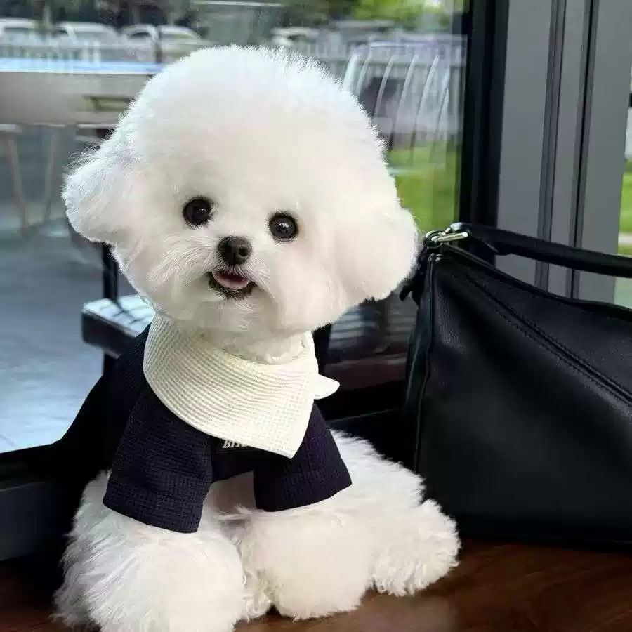 Retro Gentleman Dog Clothes - 2025 Autumn New Small Breed Pet Outfit for Puppies (Teddy, Bichon, Schnauzer)